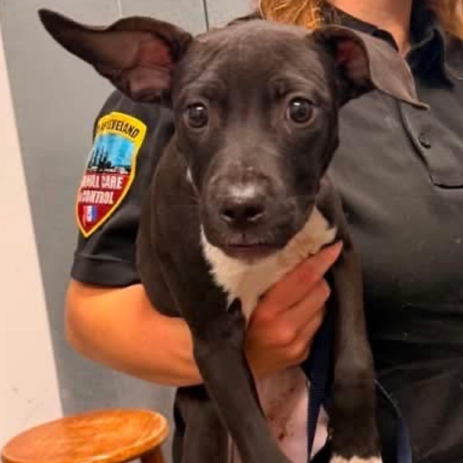 Sadie, Adoptable, Puppy Female Mixed Breed.