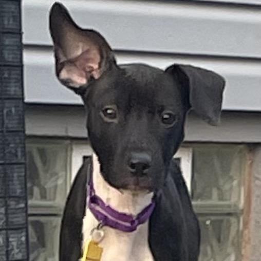 Enlarge Sadie, a Adoptable Mixed Breed in Avon, OH image 2/6