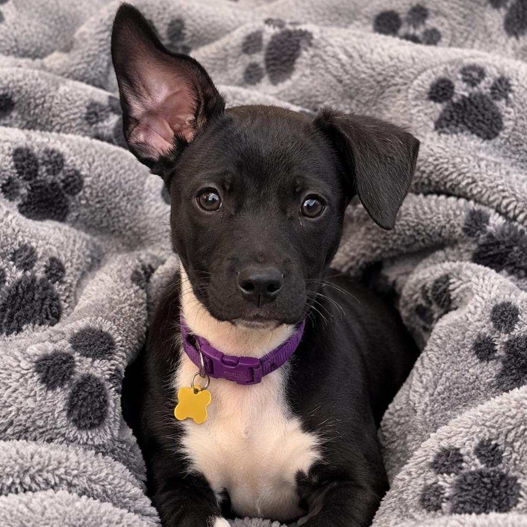 Enlarge Sadie, a Adoptable Mixed Breed in Avon, OH image 3/6
