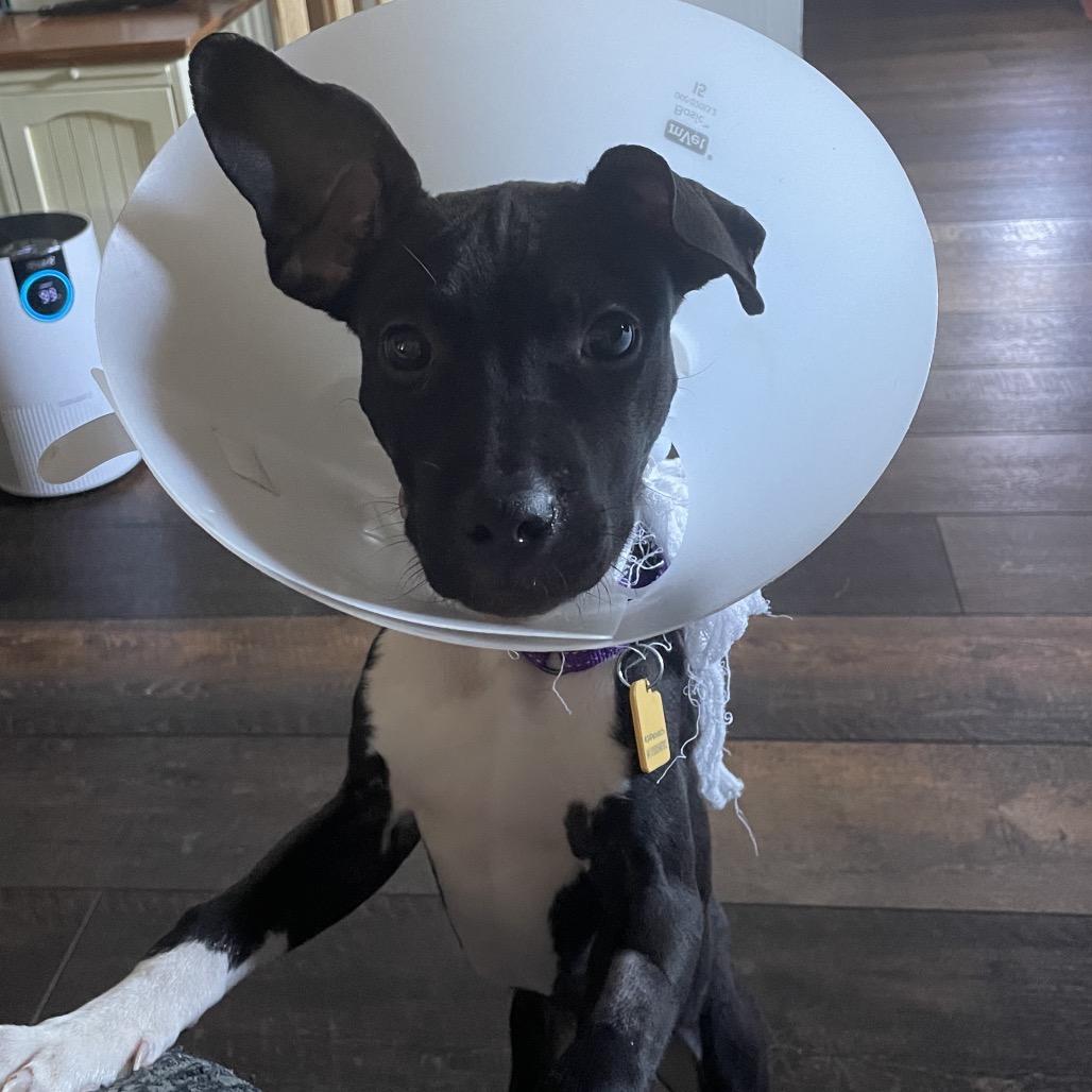 Enlarge Sadie, a Adoptable Mixed Breed in Avon, OH image 4/6