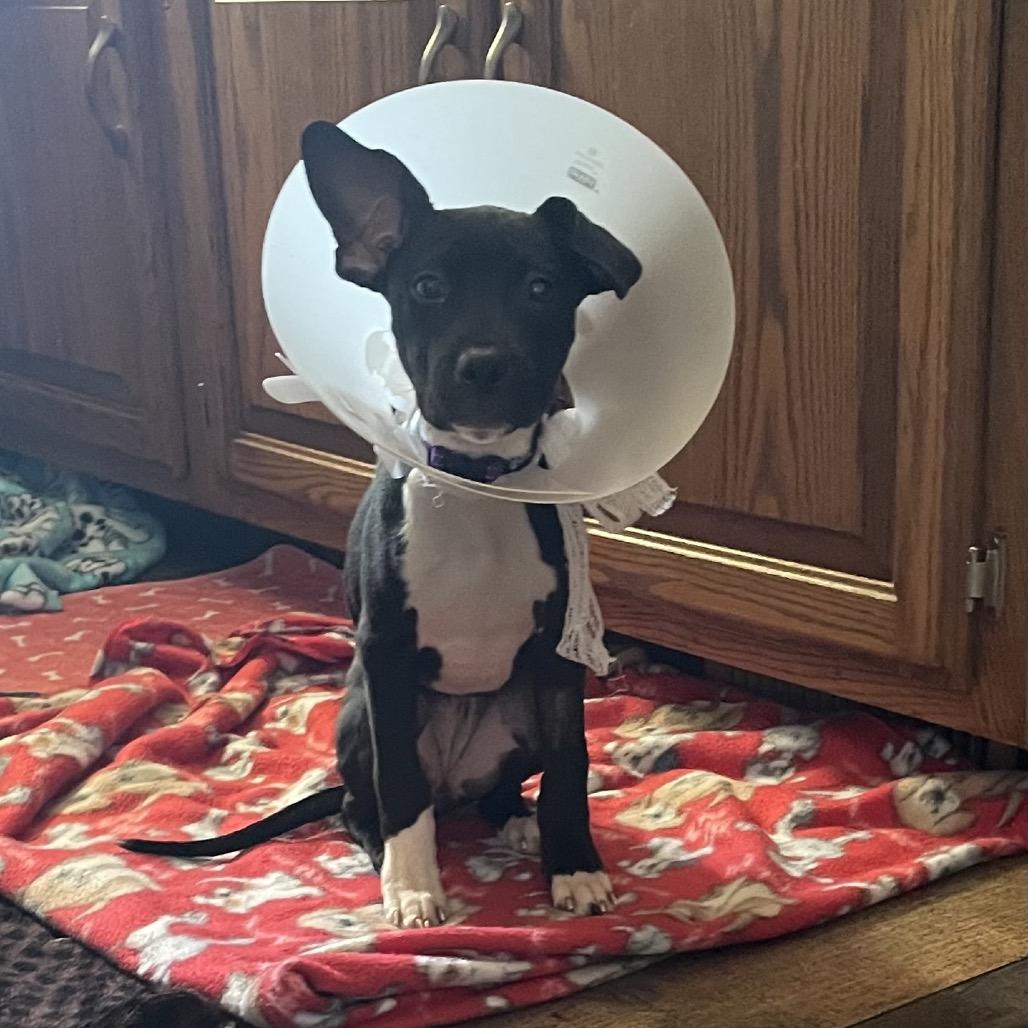 Enlarge Sadie, a Adoptable Mixed Breed in Avon, OH image 5/6