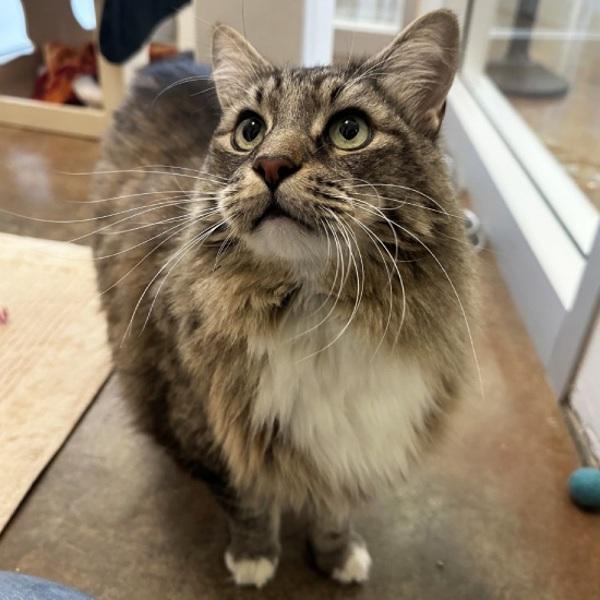 Mike, Adoptable, Senior Male Domestic Medium Hair.