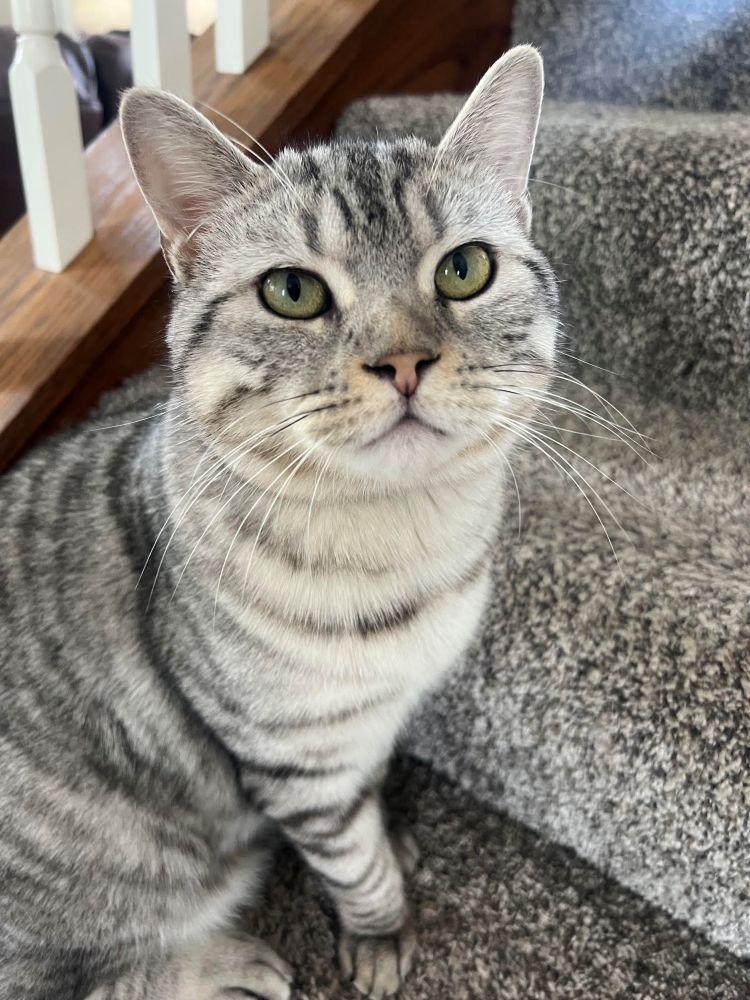 Sebastian - ADOPTION FEE SPONSORED, a ADOPTABLE mixed breed in Barrington, IL image 5/6