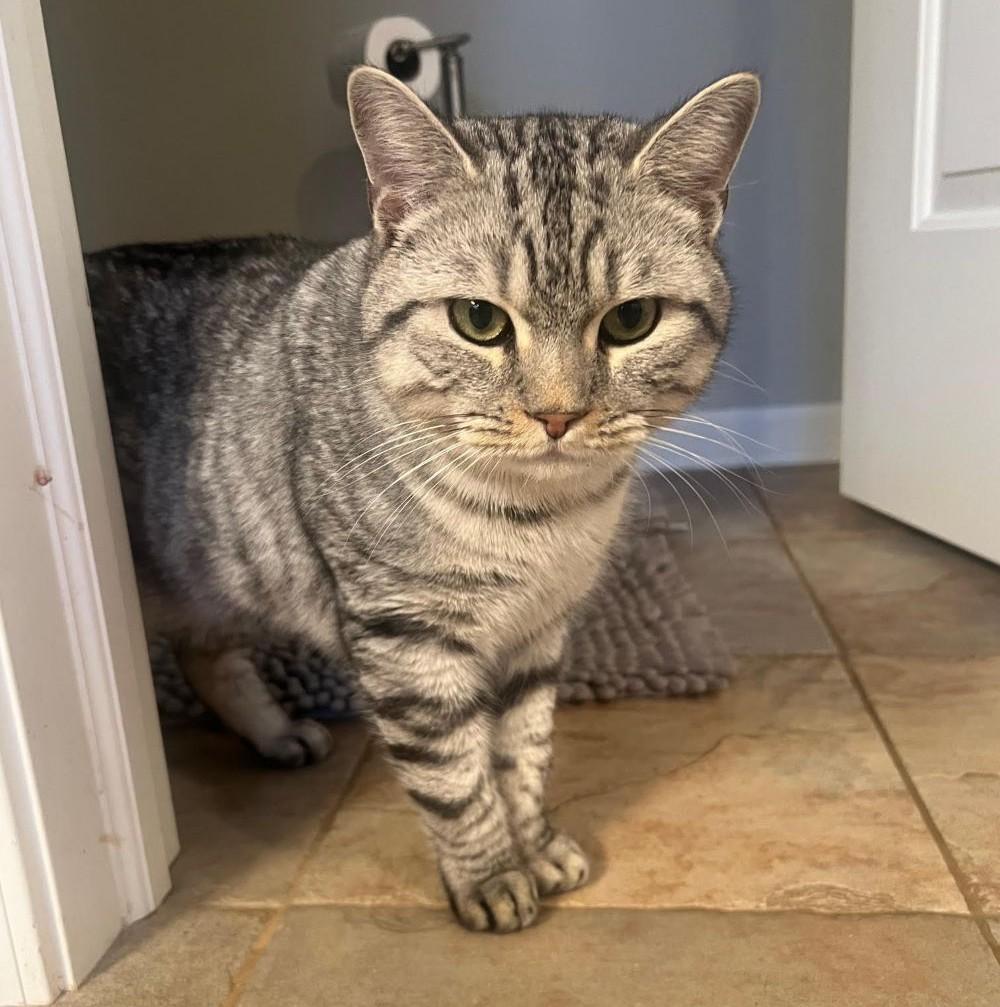 Enlarge Sebastian, a ADOPTABLE mixed breed in Barrington, IL image 2/6