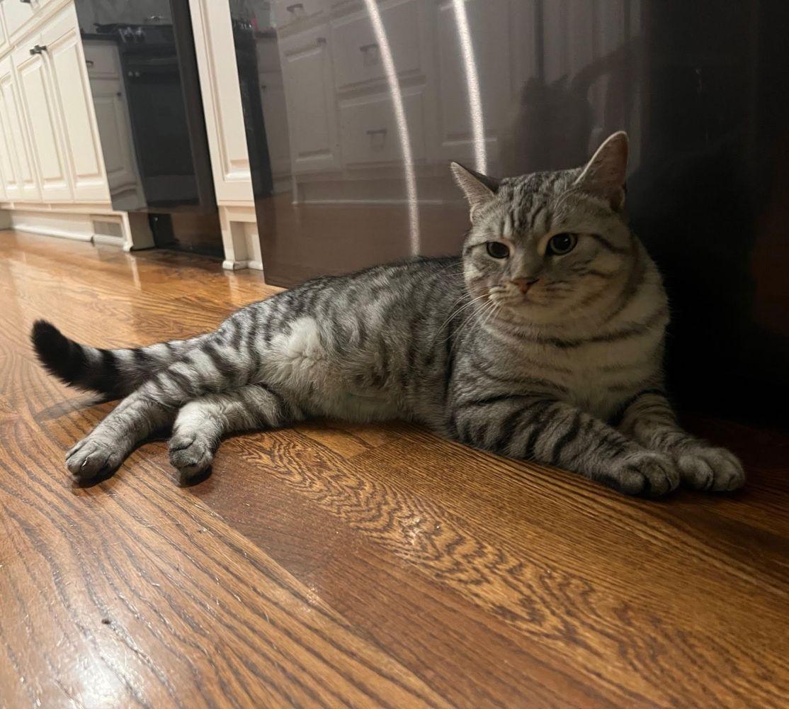 Enlarge Sebastian, a ADOPTABLE mixed breed in Barrington, IL image 3/6