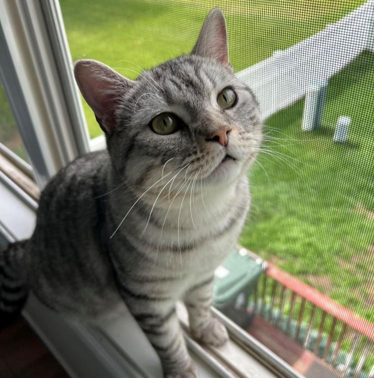 Sebastian - ADOPTION FEE SPONSORED, ADOPTABLE, Adult Male British Shorthair & American Shorthair.