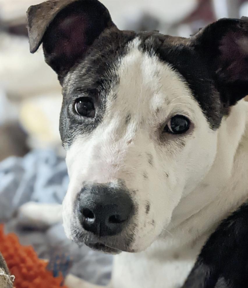 Maggie