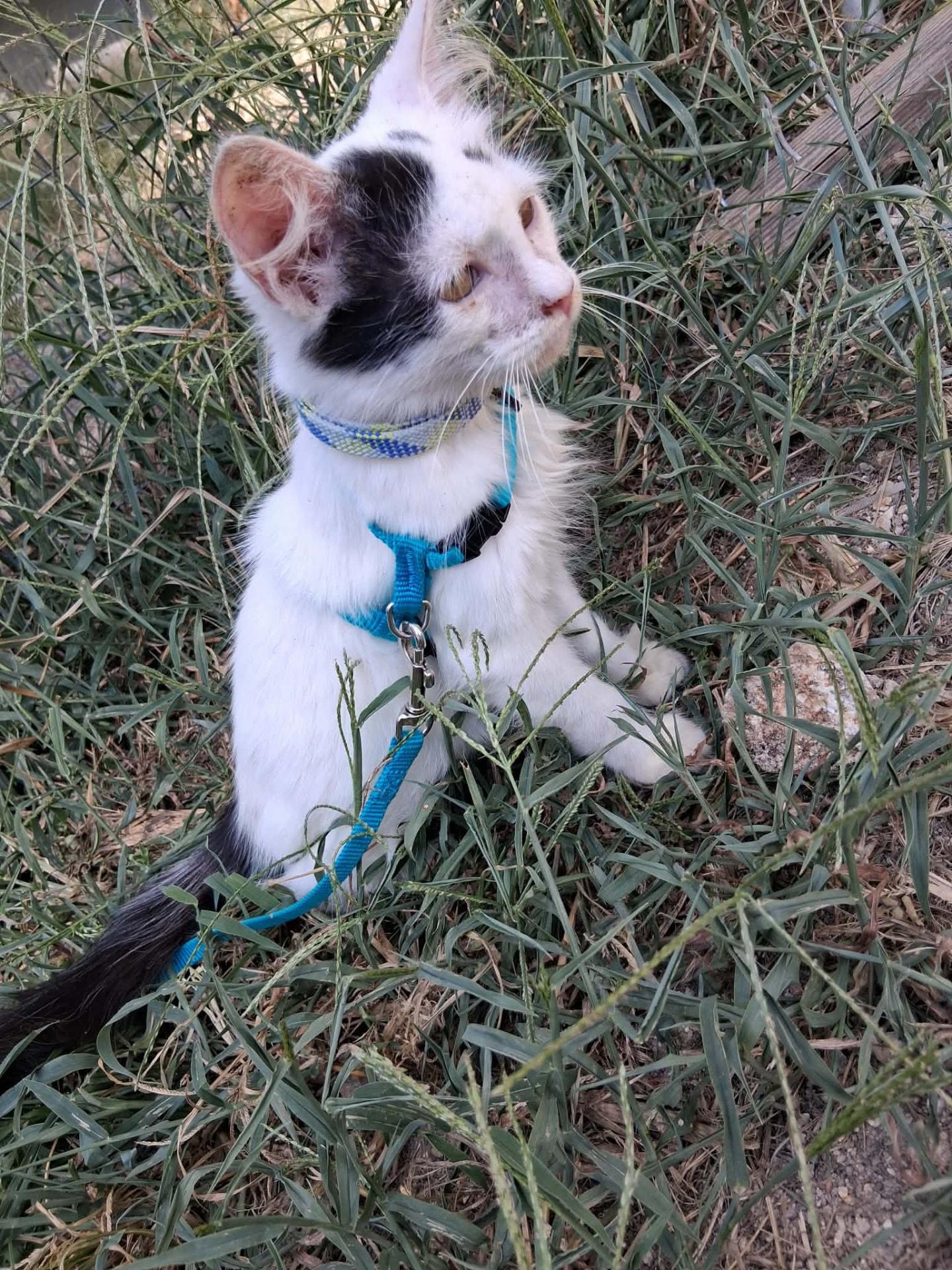 Waylon, Adoptable, Kitten Male Domestic Short Hair.