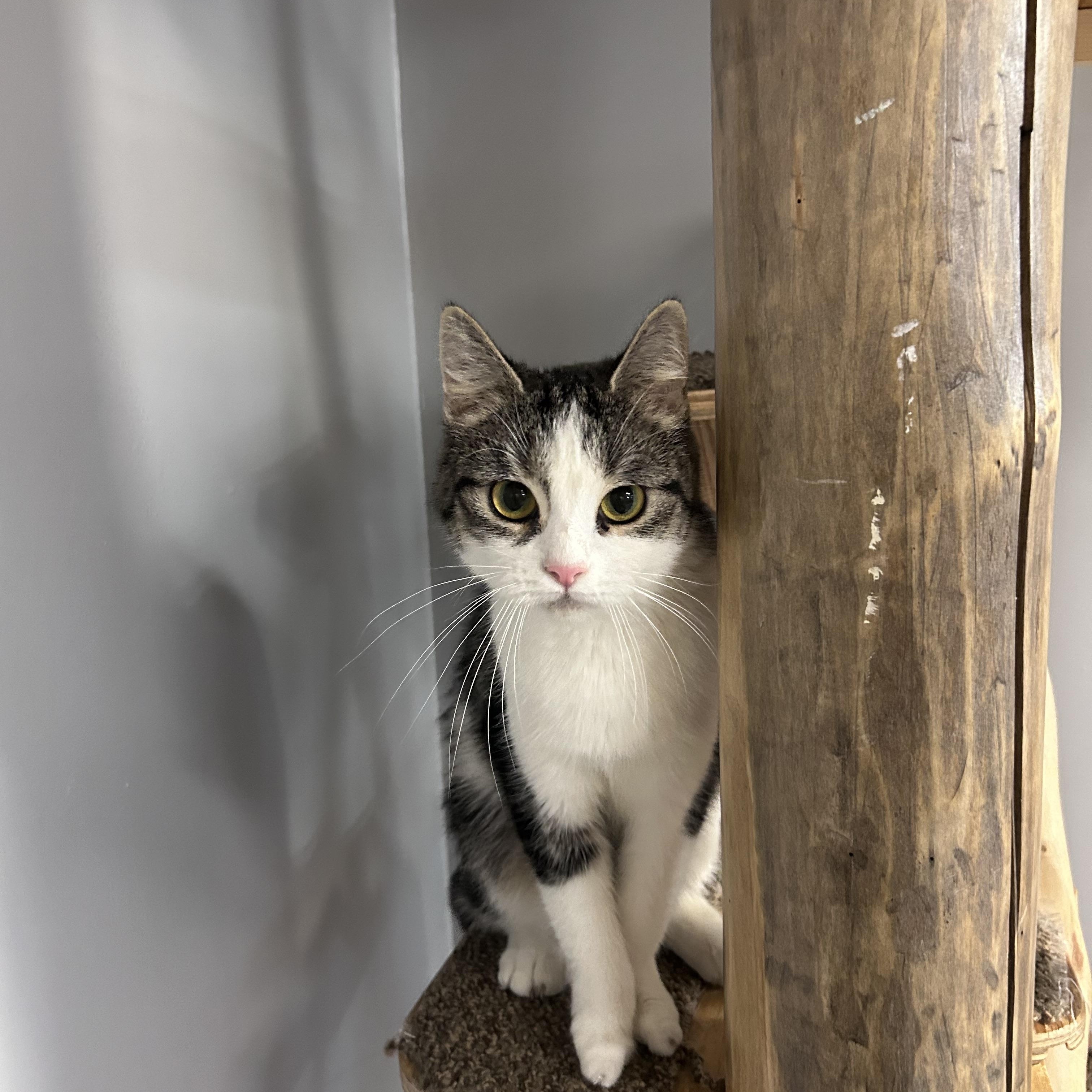 Lily, ADOPTABLE, Young Female Domestic Short Hair.