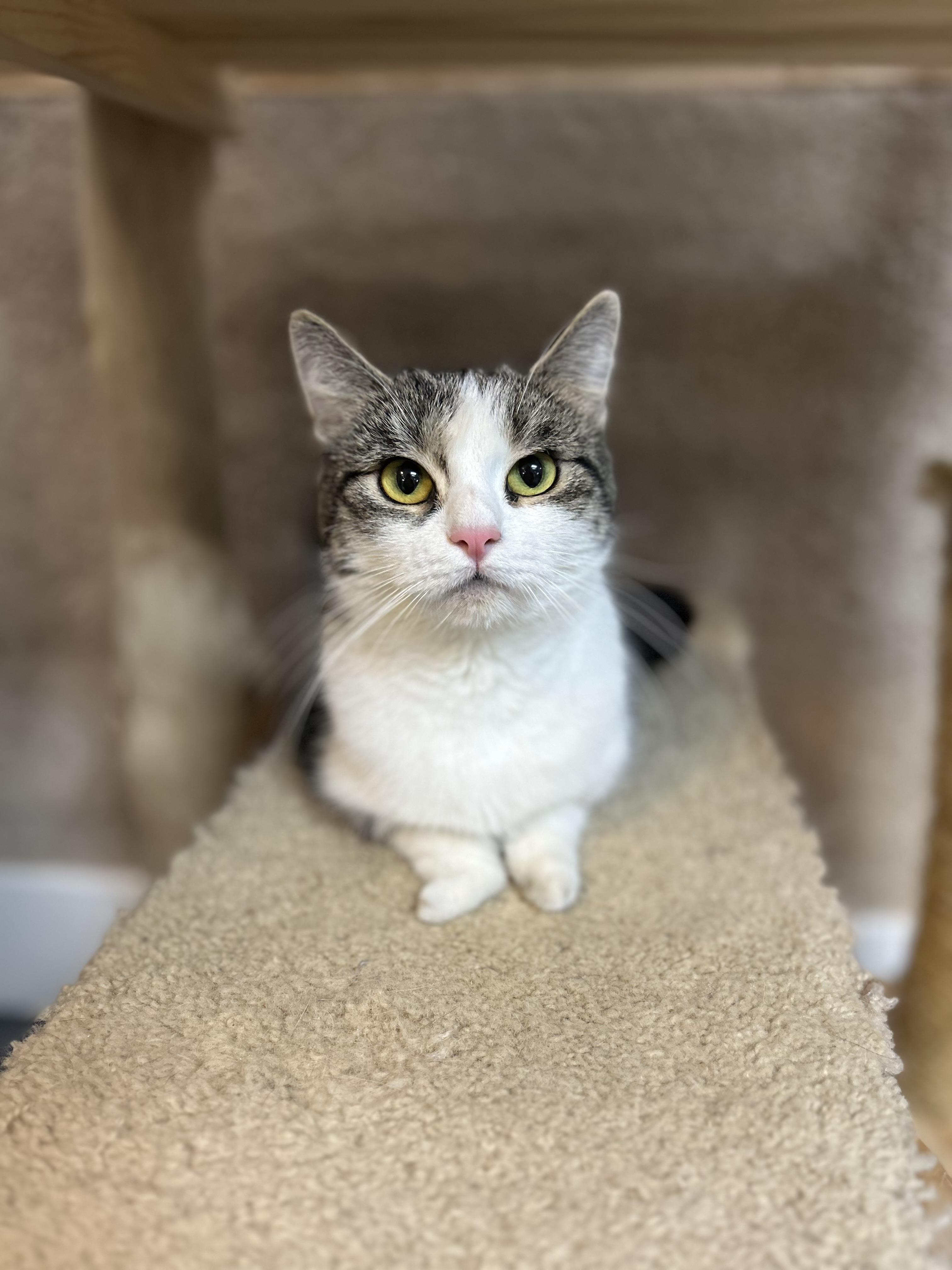Enlarge Lily, a ADOPTABLE Domestic Short Hair in Chisholm, MN image 2/6