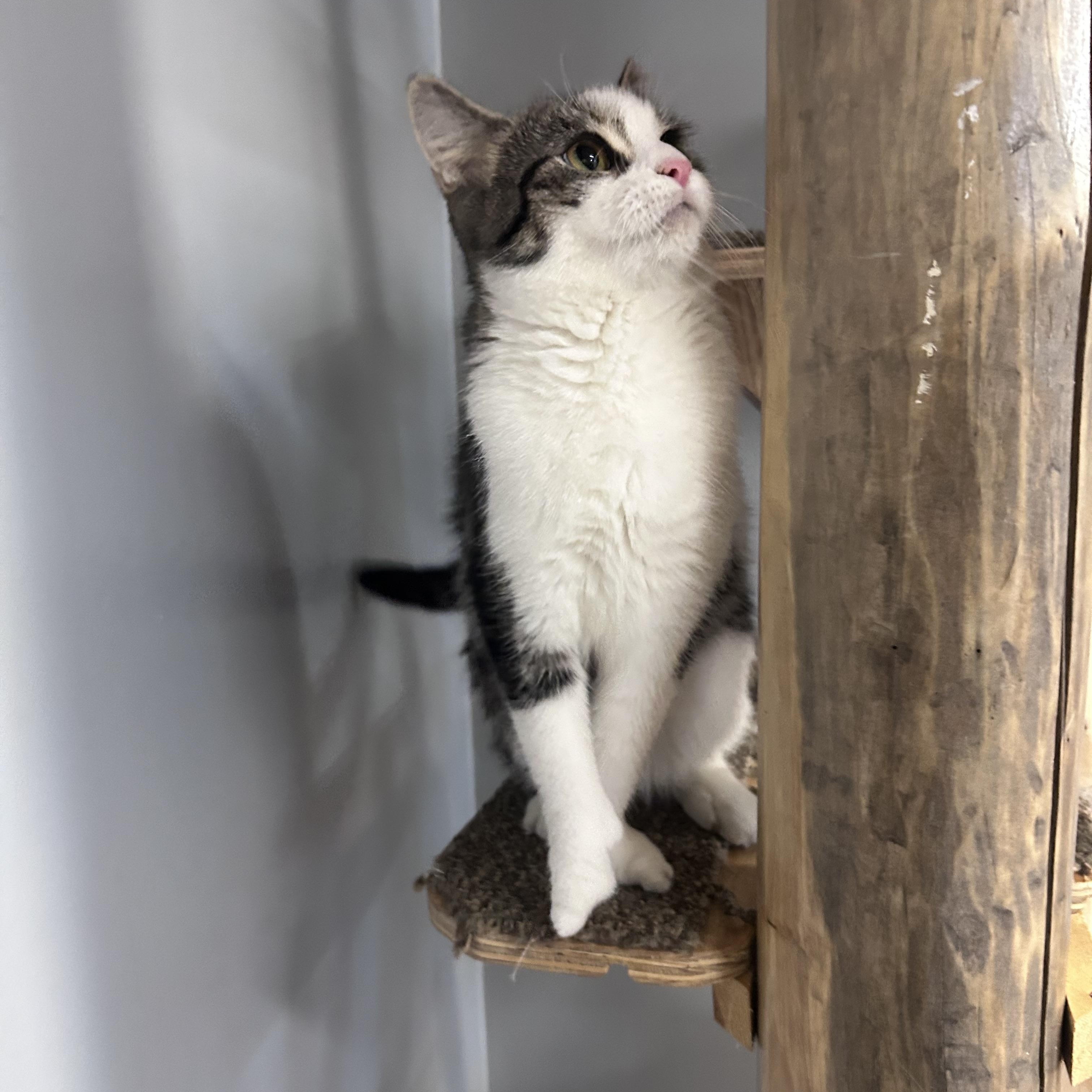 Lily, a ADOPTABLE Domestic Short Hair in Chisholm, MN image 4/5