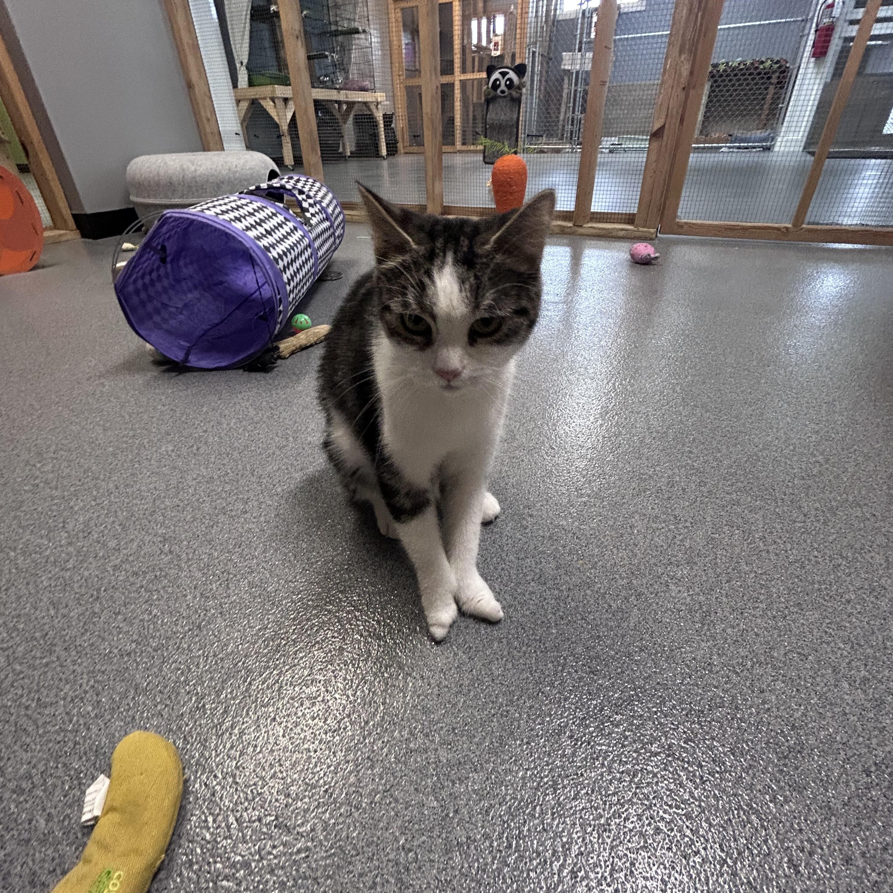 Lily, a ADOPTABLE Domestic Short Hair in Chisholm, MN image 2/5