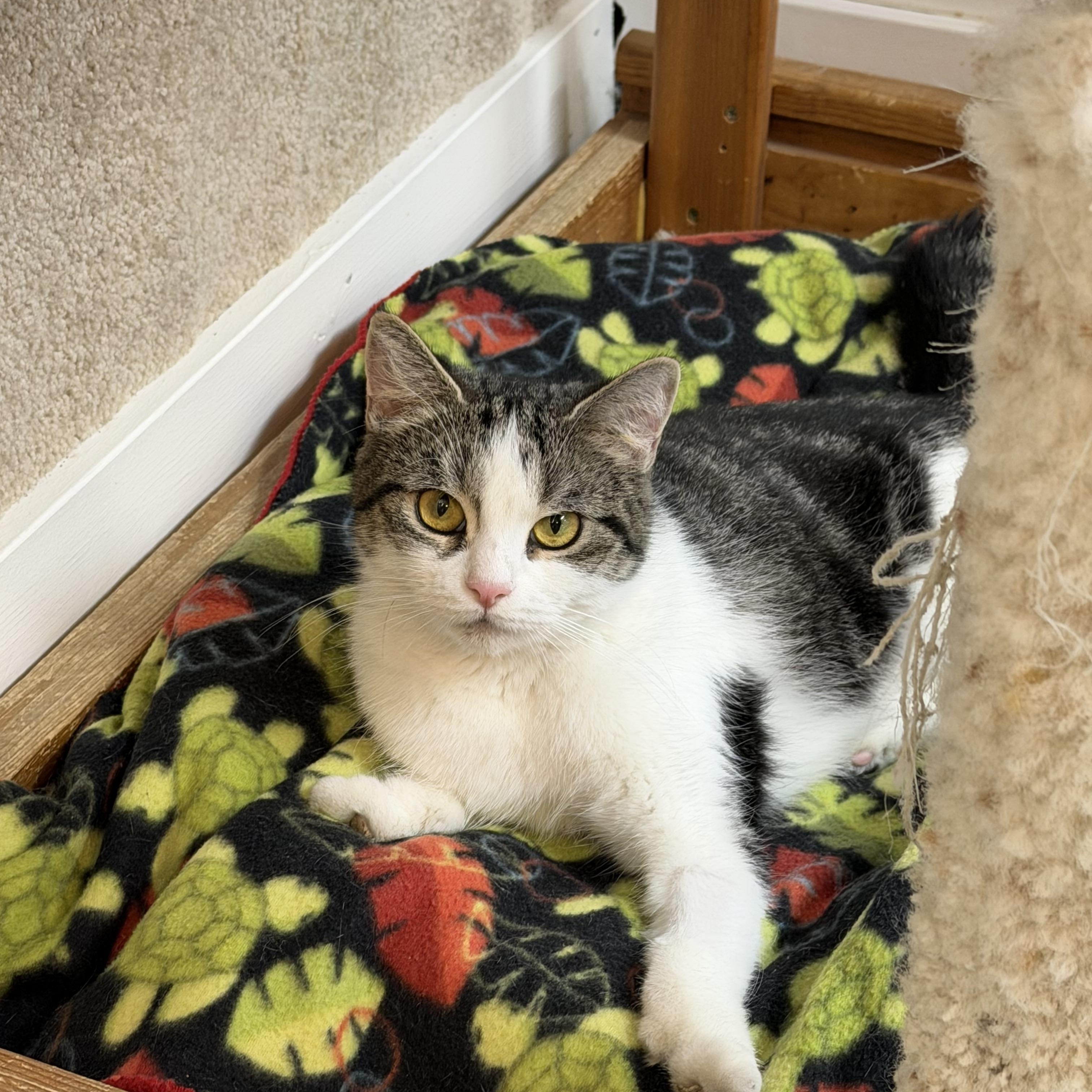 Lily, ADOPTABLE, Young Female Domestic Short Hair.