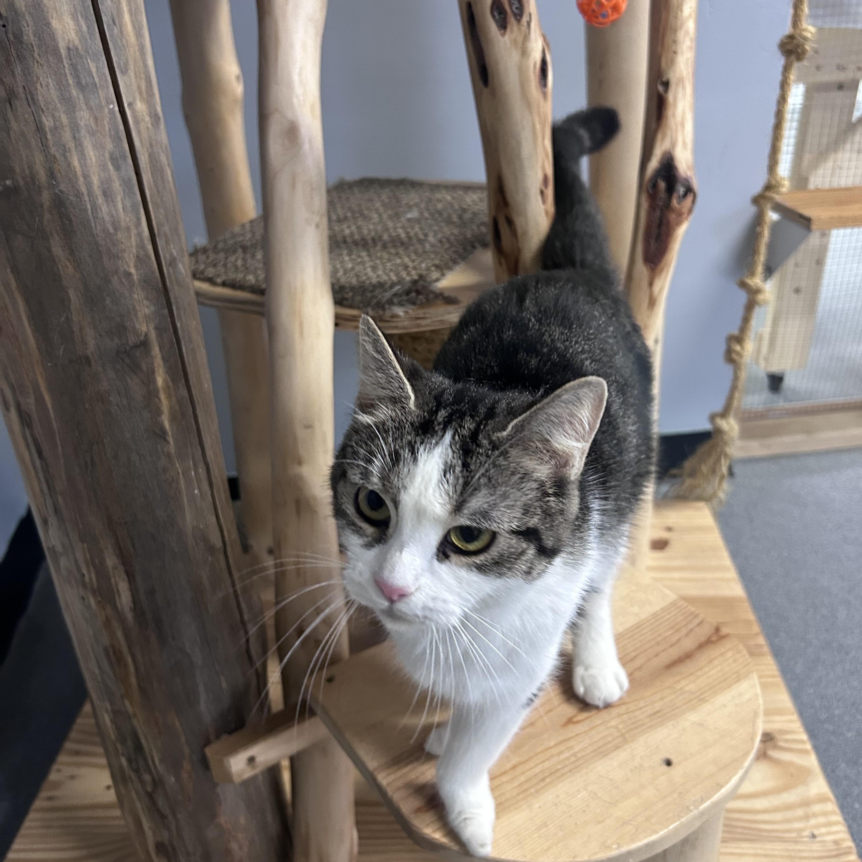 Lily, a ADOPTABLE Domestic Short Hair in Chisholm, MN image 3/5