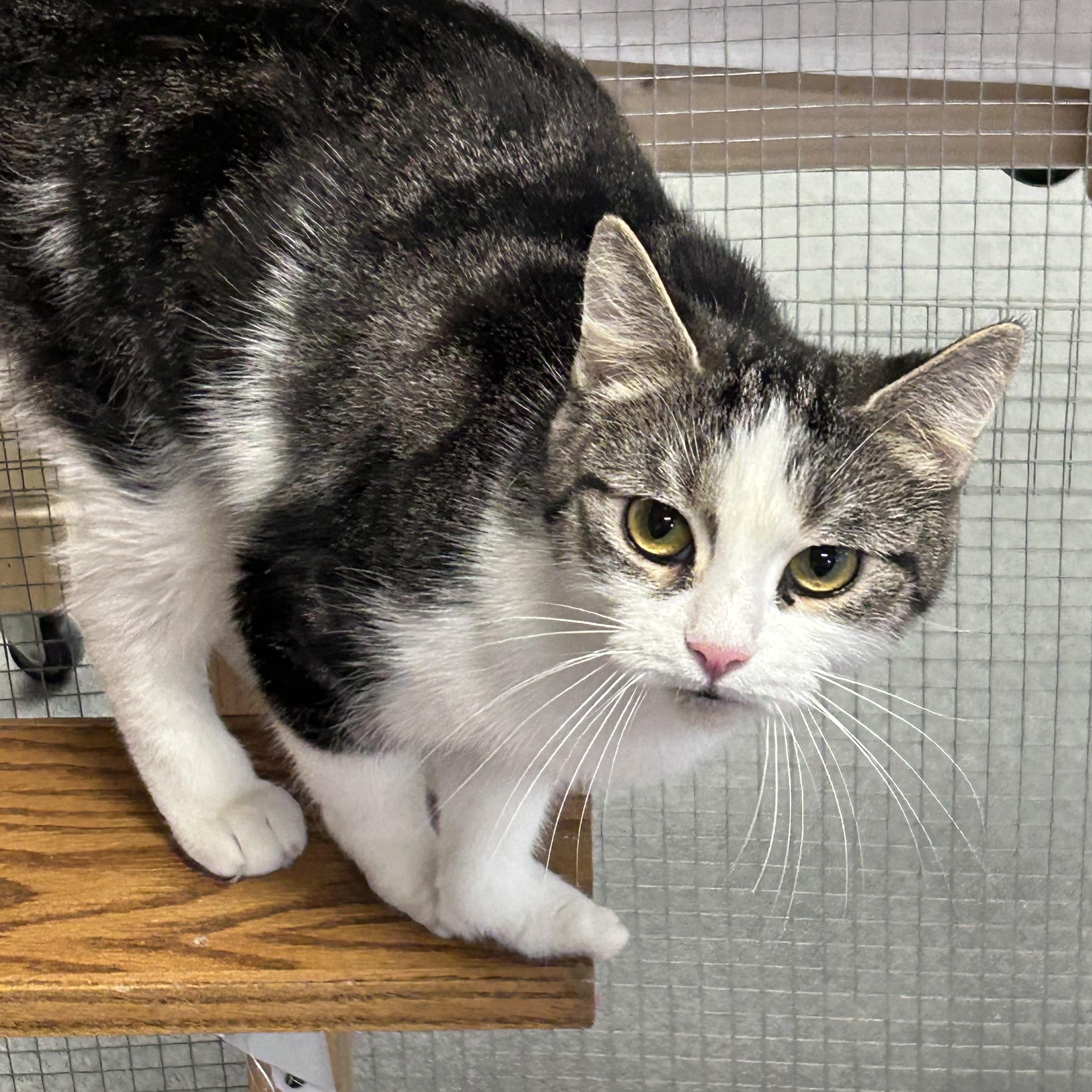 Lily, a ADOPTABLE Domestic Short Hair in Chisholm, MN image 5/5