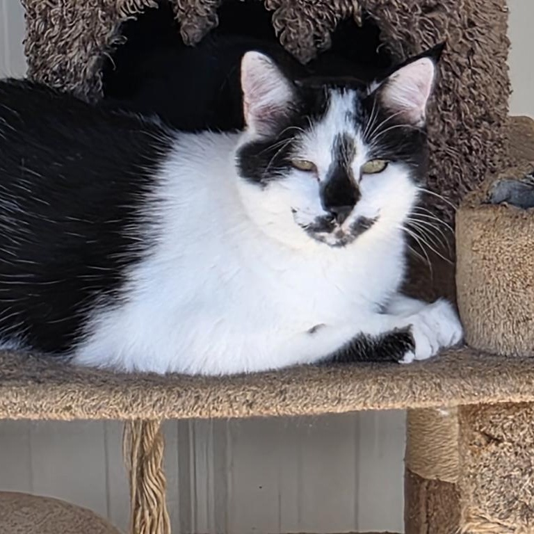 Charlie, adopted, Senior Male Domestic Short Hair.