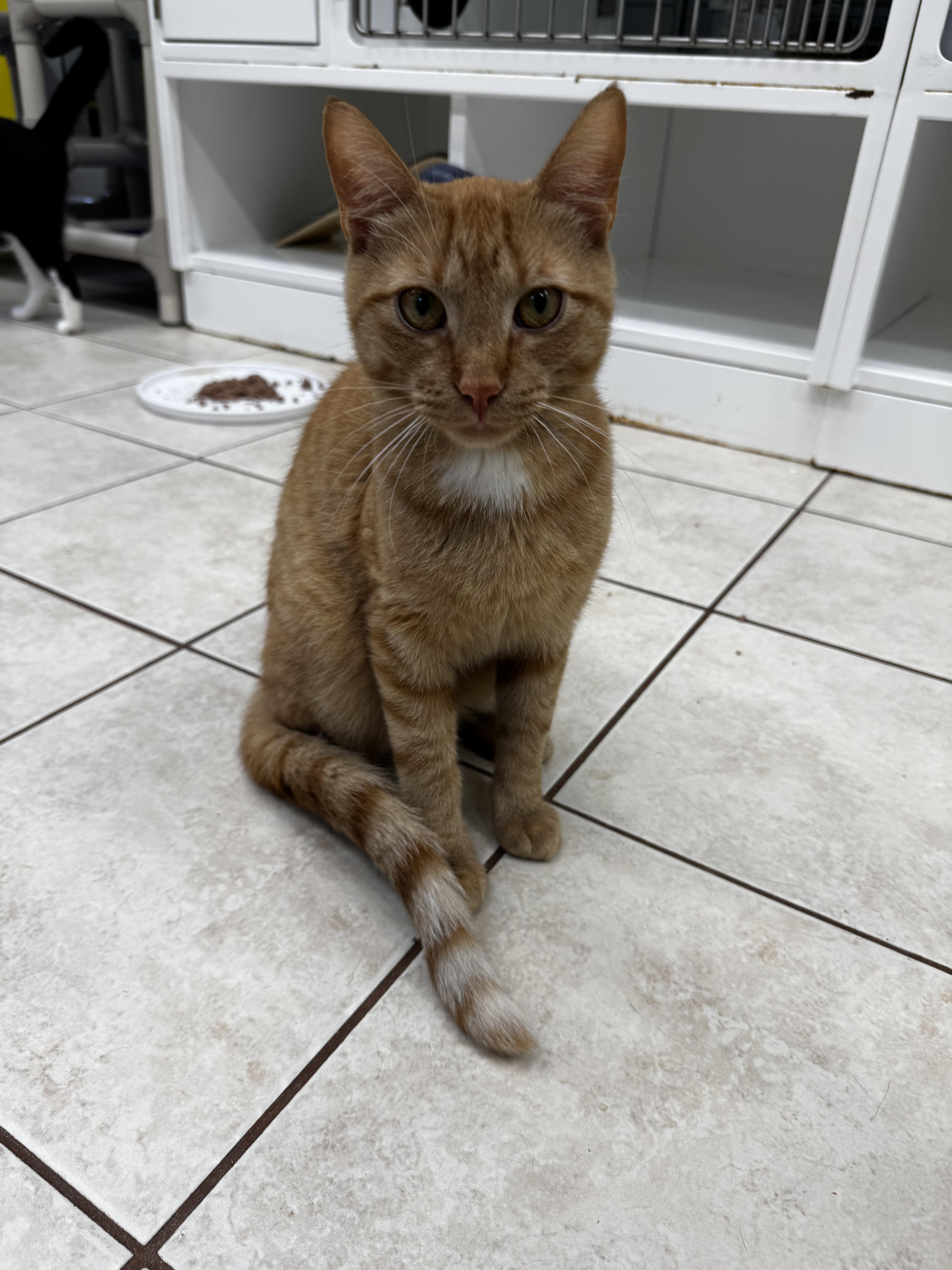 Enlarge Mr. Bean, a Adoptable Domestic Short Hair in AQUEBOGUE, NY image 1/1