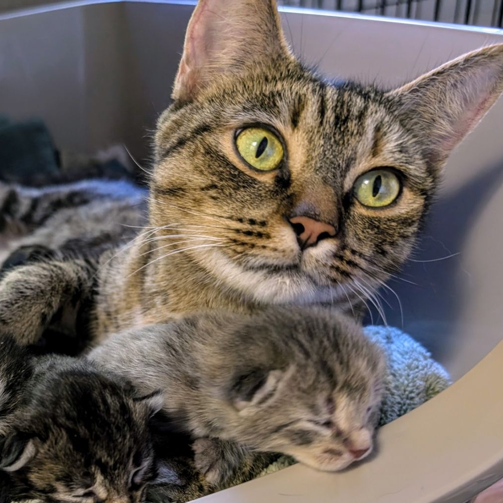 lexi, Adult Female Domestic Short Hair
