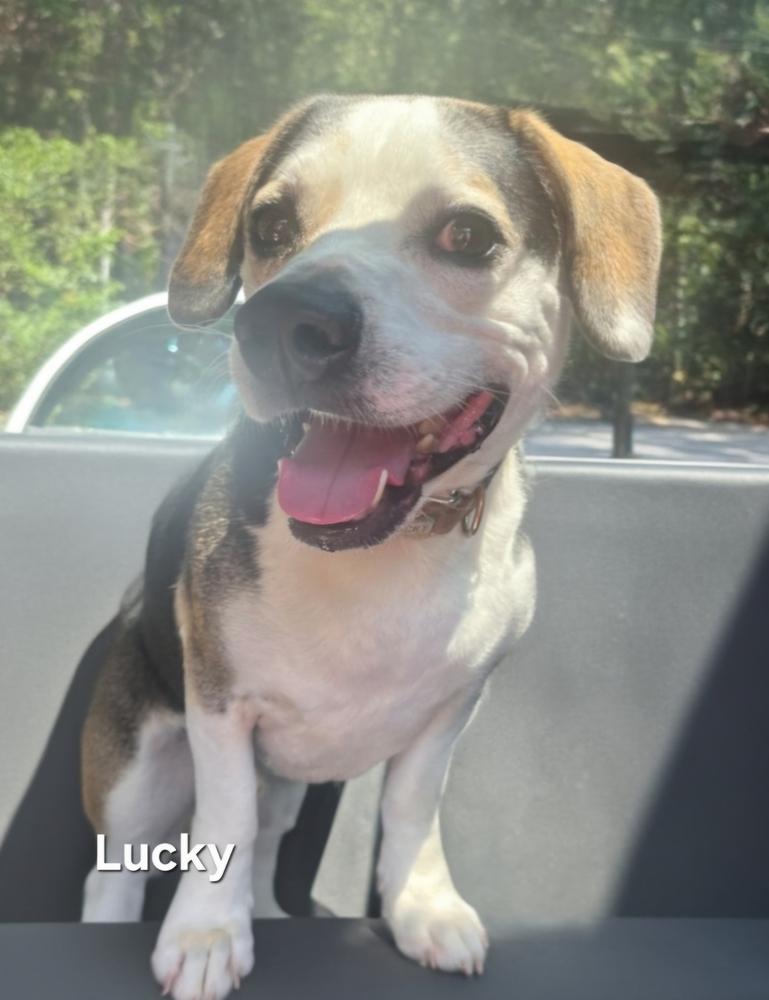 Lucky, Adoptable, Adult Male Beagle.