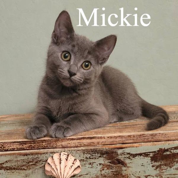 Mickie, adopted, Kitten Male Domestic Short Hair.