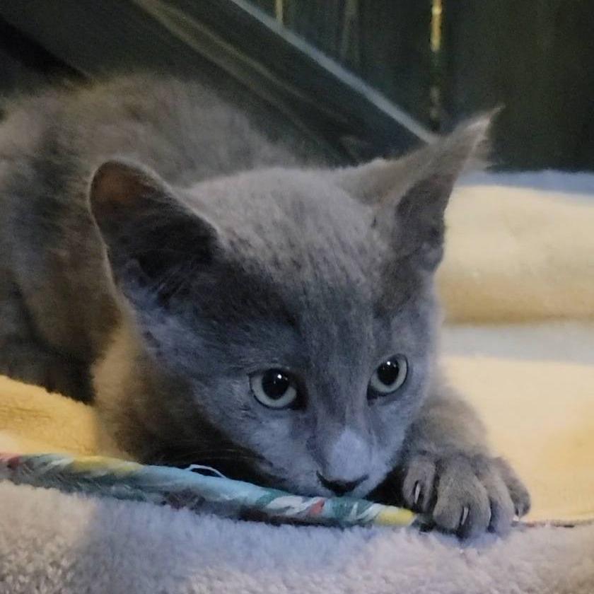 Mickie, an adopted Domestic Short Hair in Queen Creek, AZ image 3/5