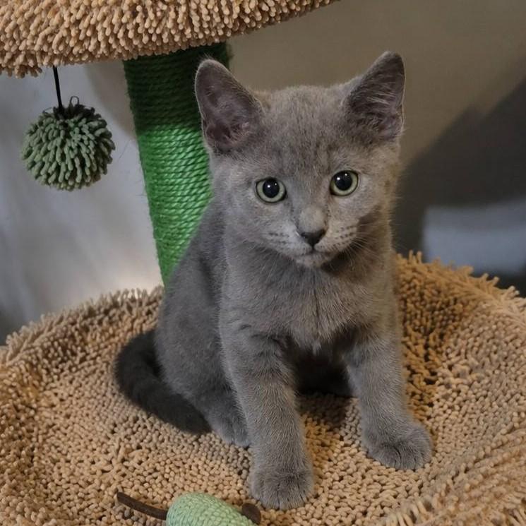Mickie, an adopted Domestic Short Hair in Queen Creek, AZ image 2/5