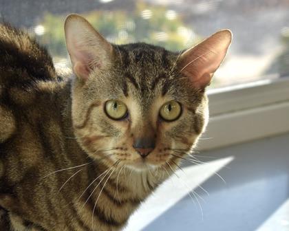 Brownie, Adoptable, Adult Male Domestic Short Hair.