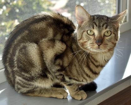 Enlarge Brownie, a Adoptable Domestic Short Hair in West Seneca, NY image 2/3