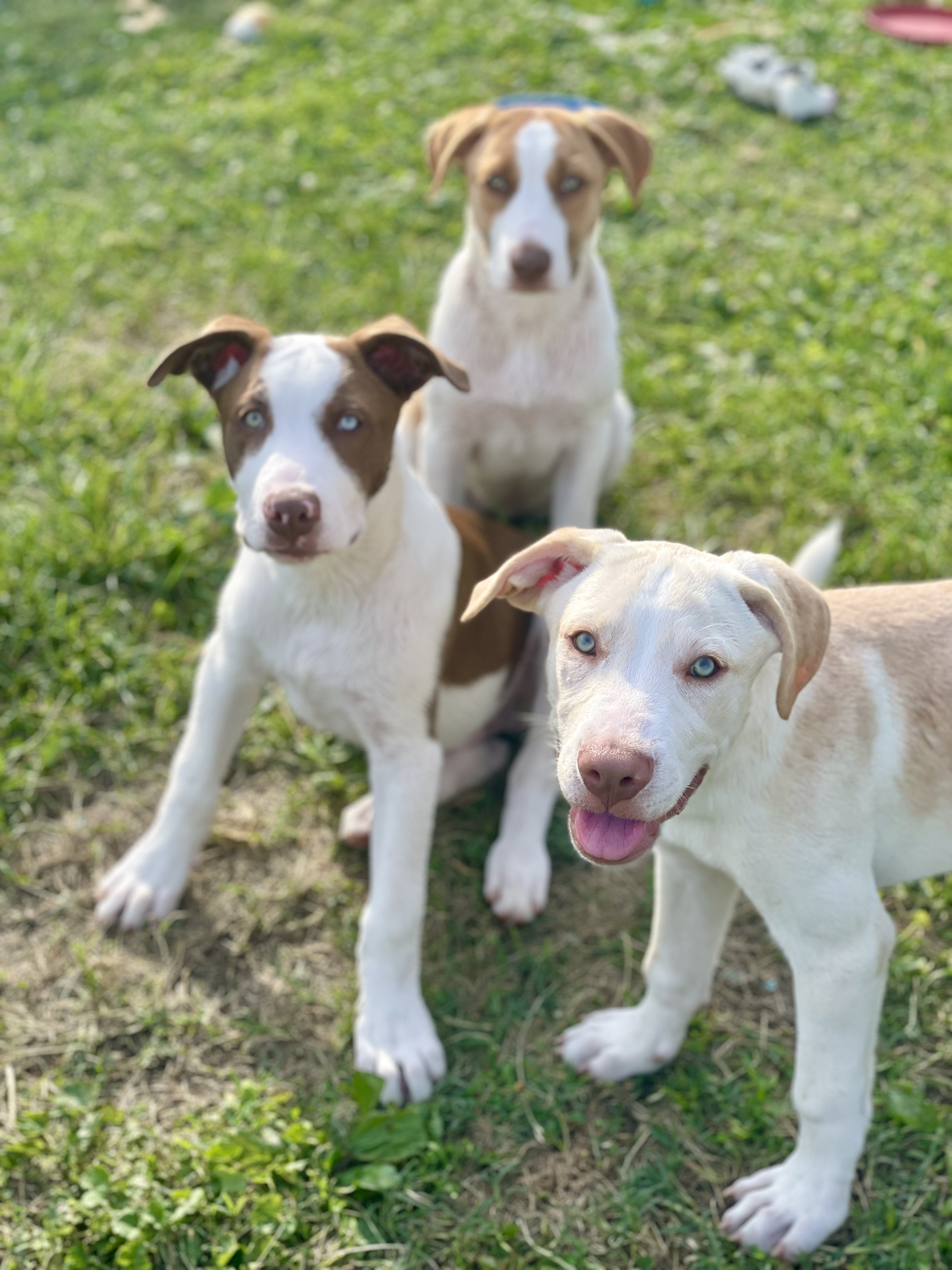 Enlarge Bobby, a Adopted mixed breed in Glenolden, PA image 2/6