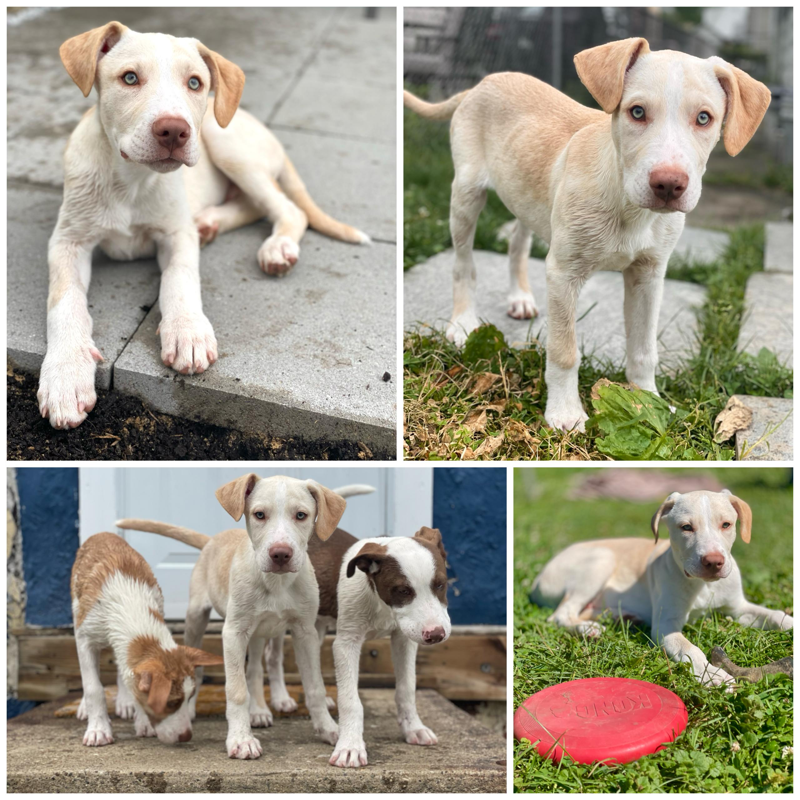 Enlarge Bobby, a Adopted mixed breed in Glenolden, PA image 4/6