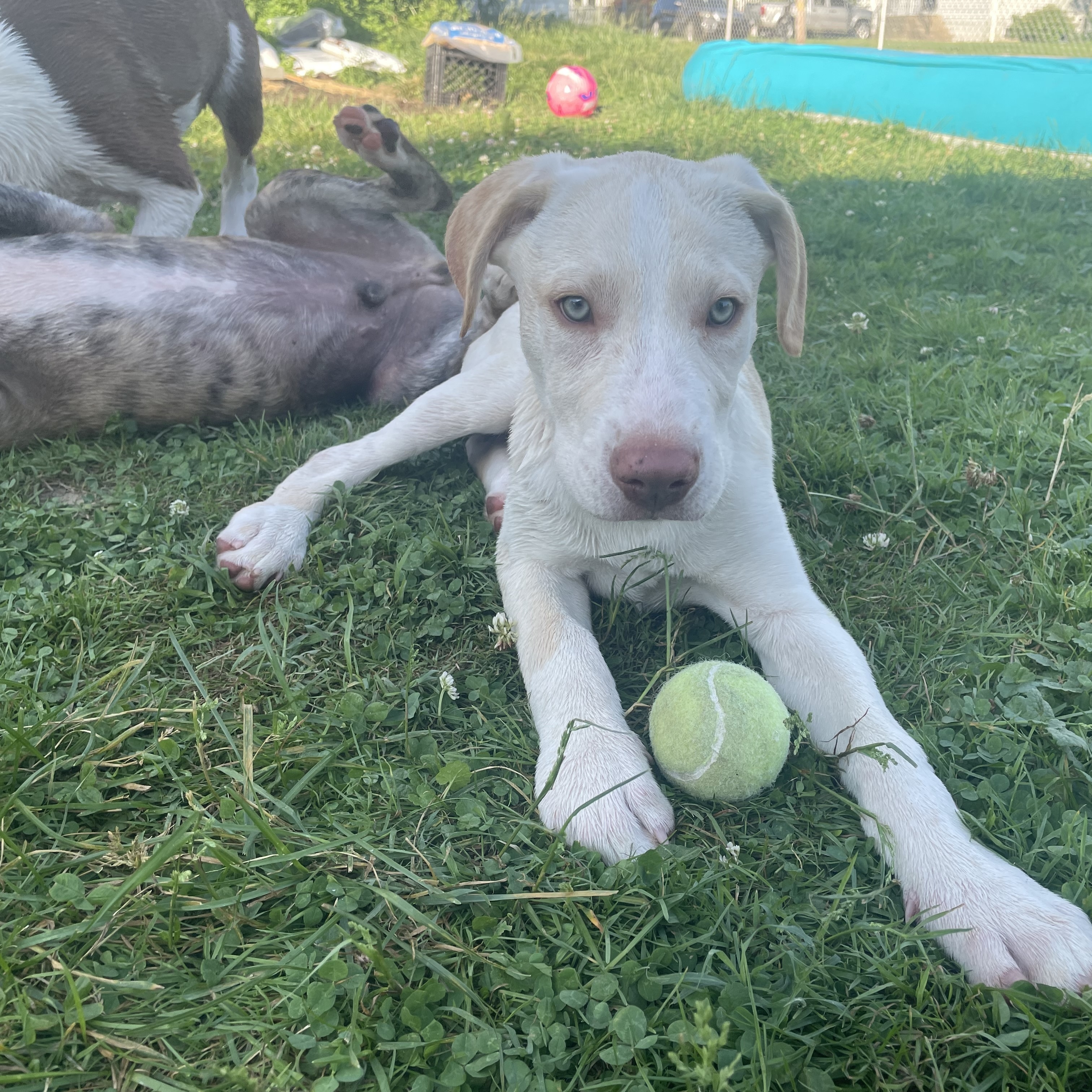 Enlarge Bobby, a Adopted mixed breed in Glenolden, PA image 6/6