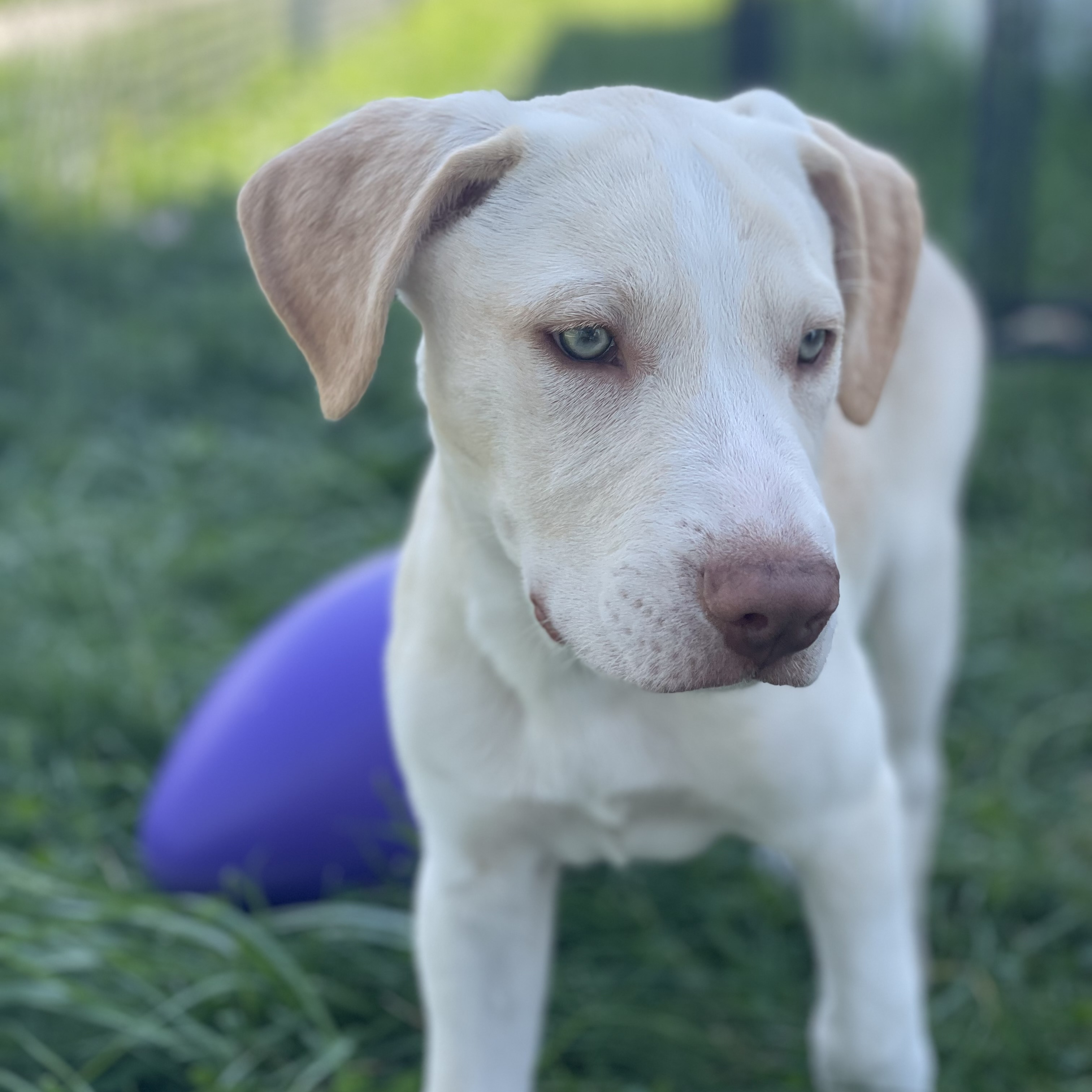 Enlarge Bobby, a Adopted mixed breed in Glenolden, PA image 5/6