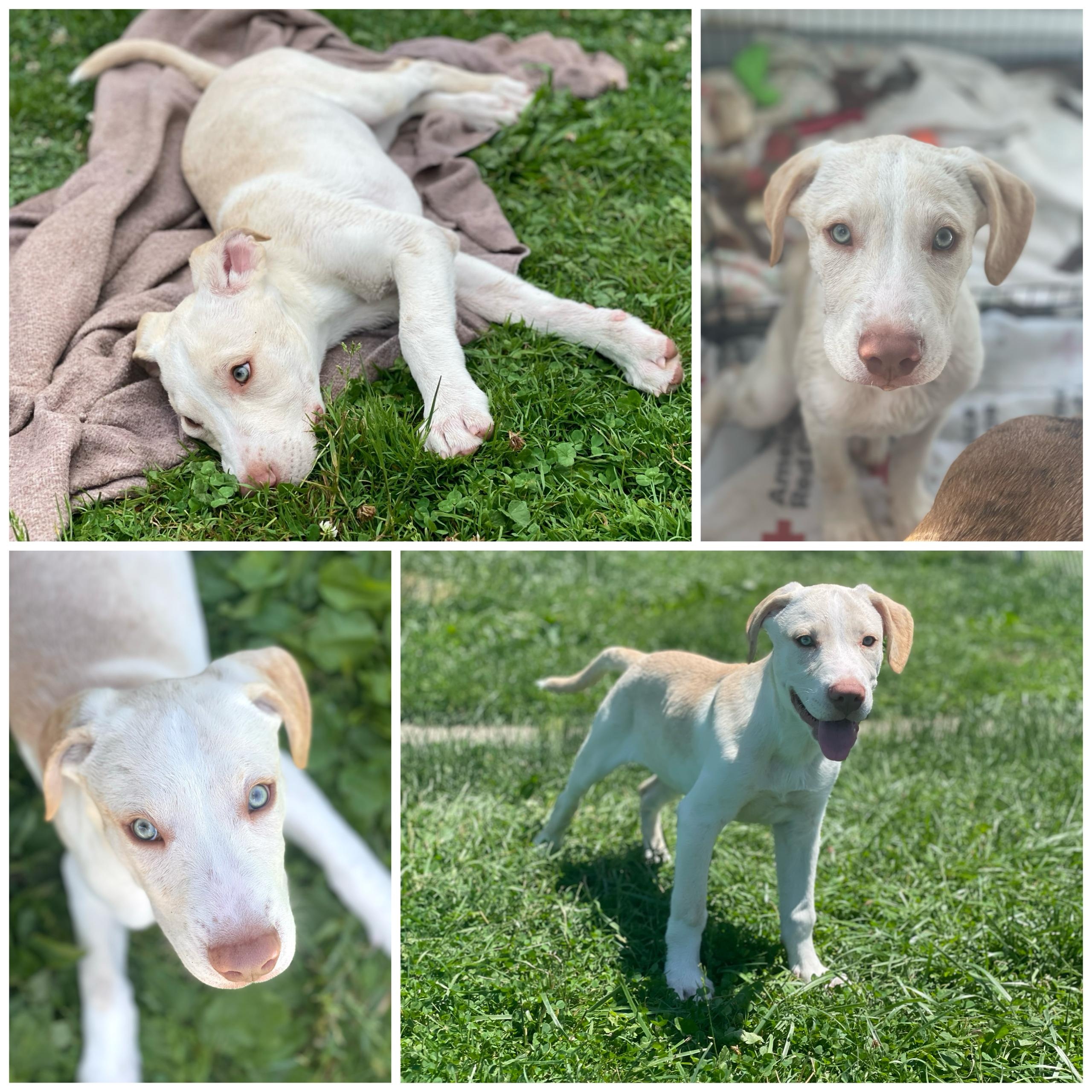Enlarge Bobby, a Adopted mixed breed in Glenolden, PA image 3/6