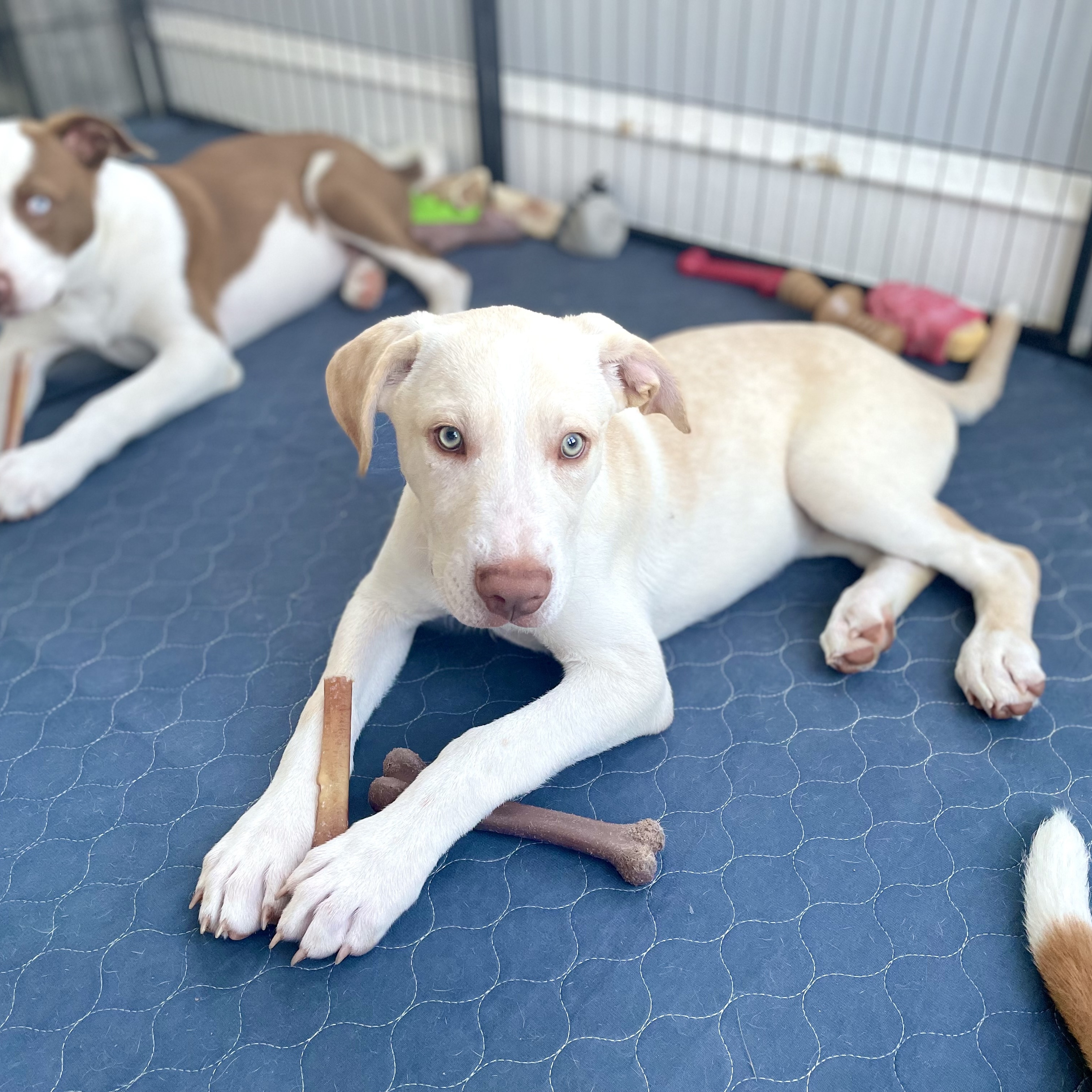Enlarge Bobby, a Adopted mixed breed in Glenolden, PA image 1/6