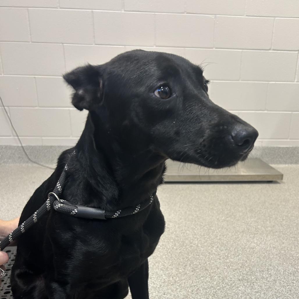 Enlarge Jemma, a Adoptable mixed breed in Englewood, FL image 1/1