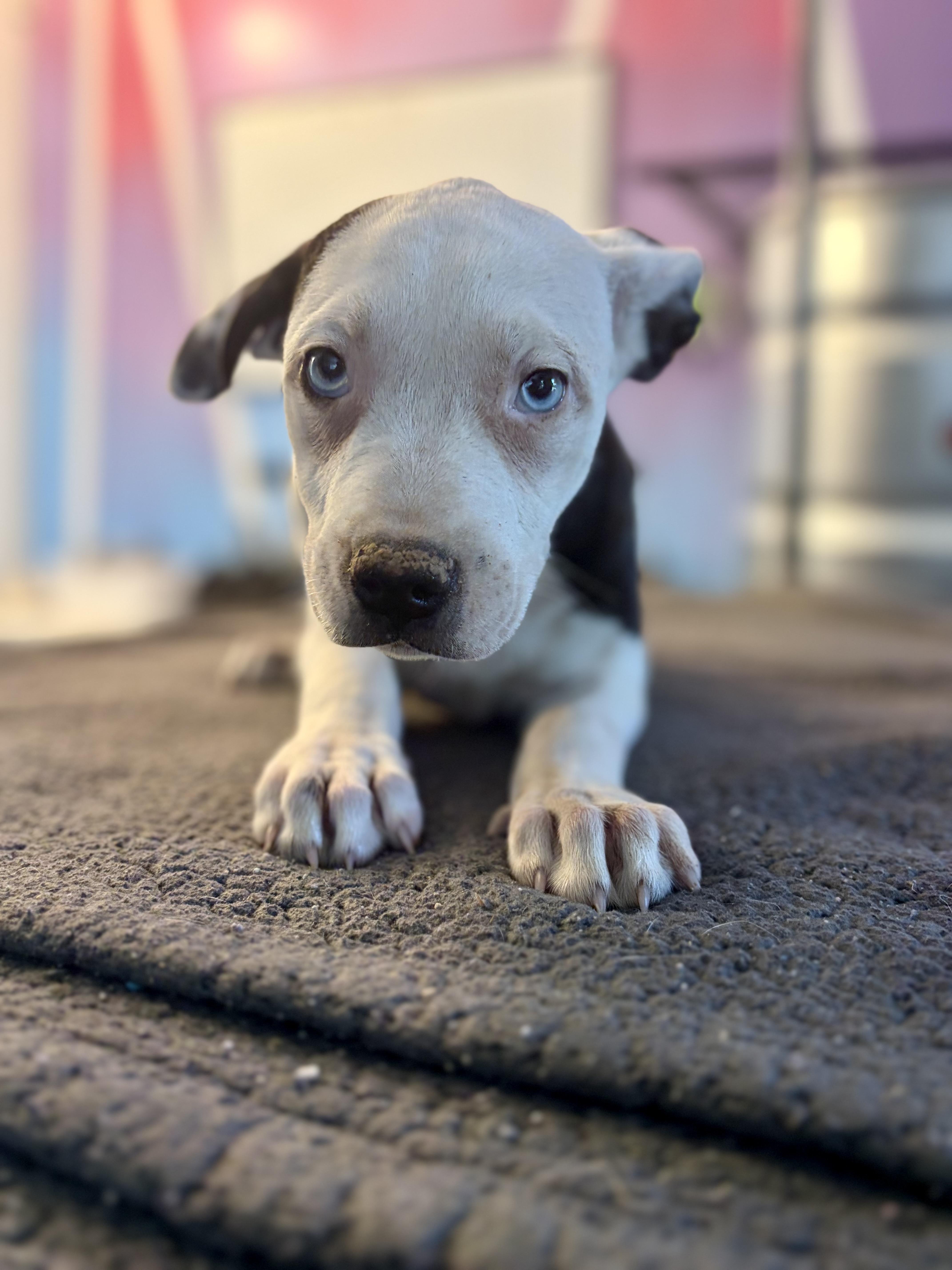 Enlarge Noelle, an adopted mixed breed in Felton, PA image 1/1