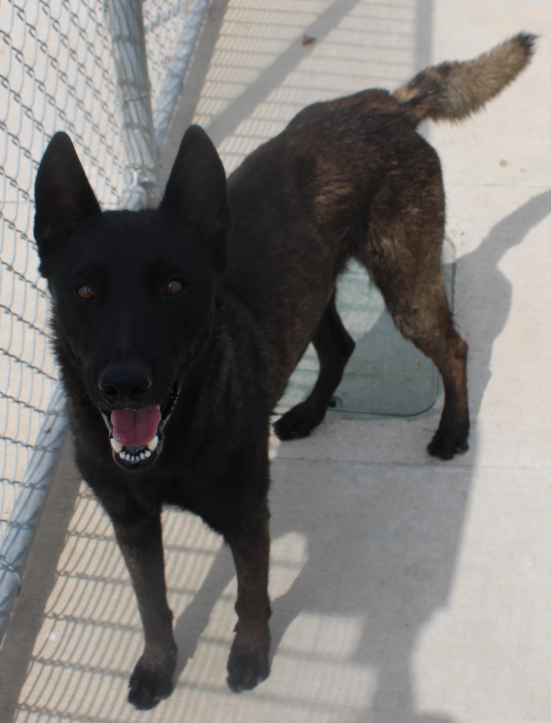 SMOKIE, a ADOPTABLE mixed breed in Wasco, CA image 3/4