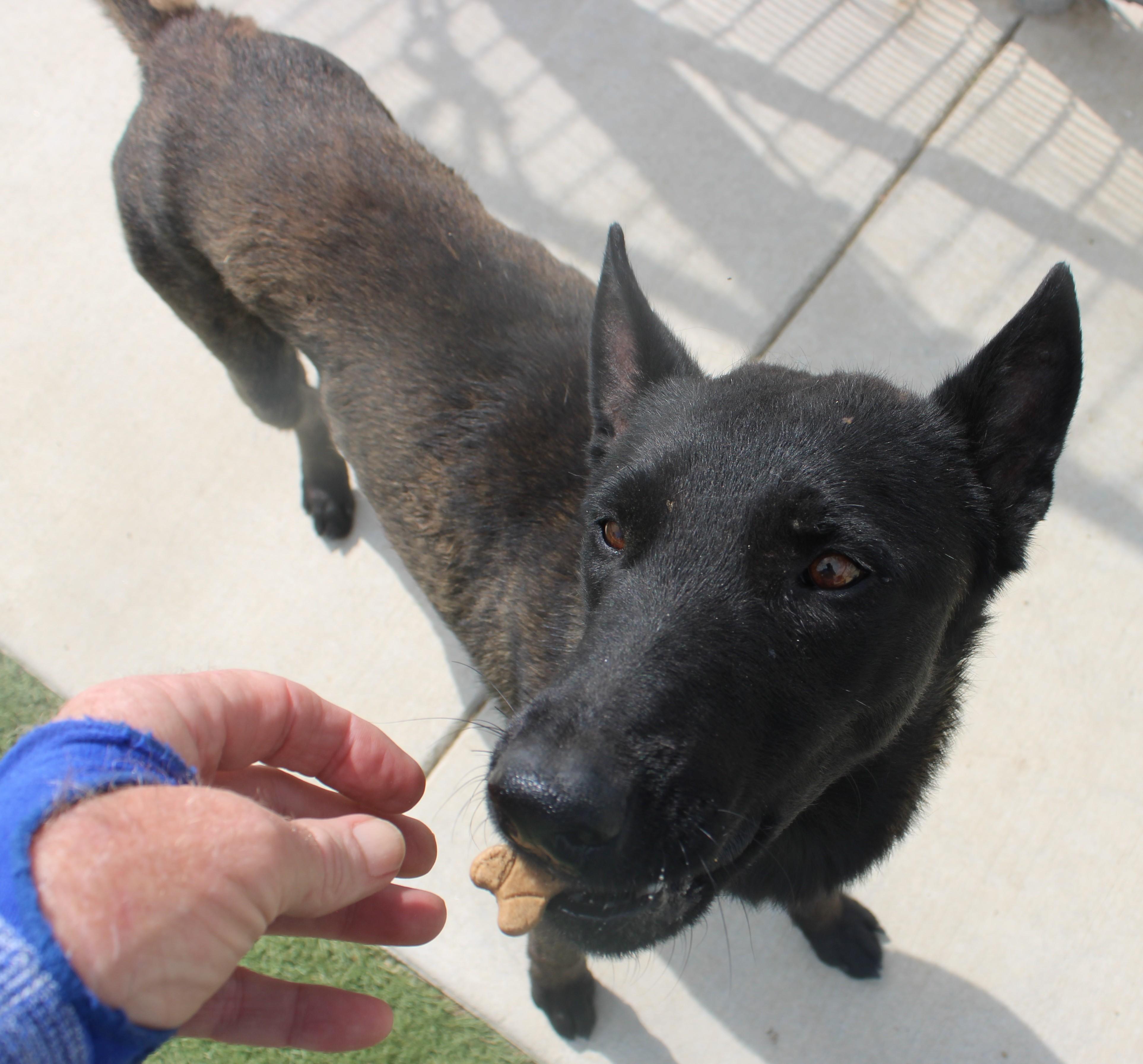 SMOKIE, a ADOPTABLE mixed breed in Wasco, CA image 2/4