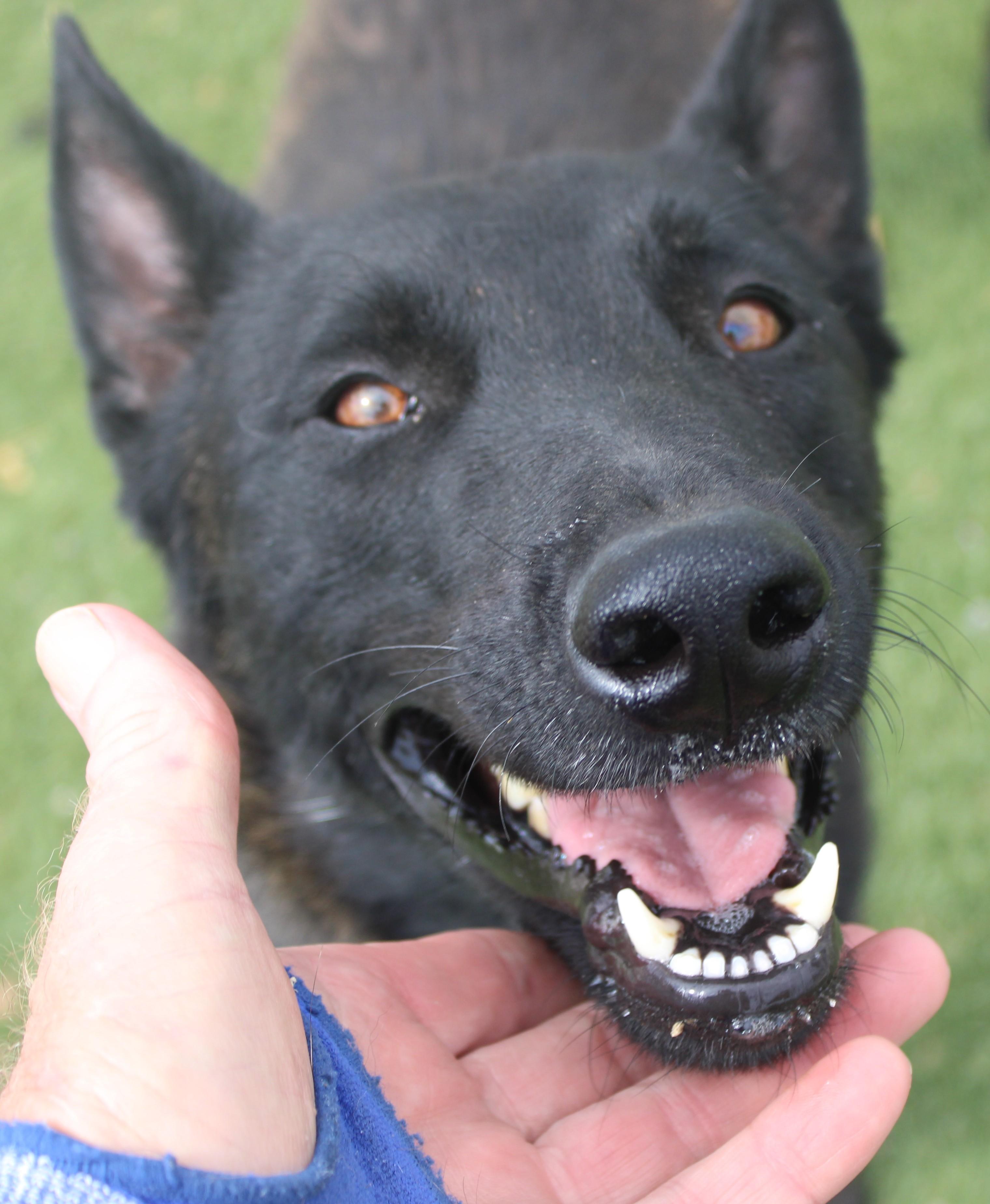 SMOKIE, a ADOPTABLE mixed breed in Wasco, CA image 1/4
