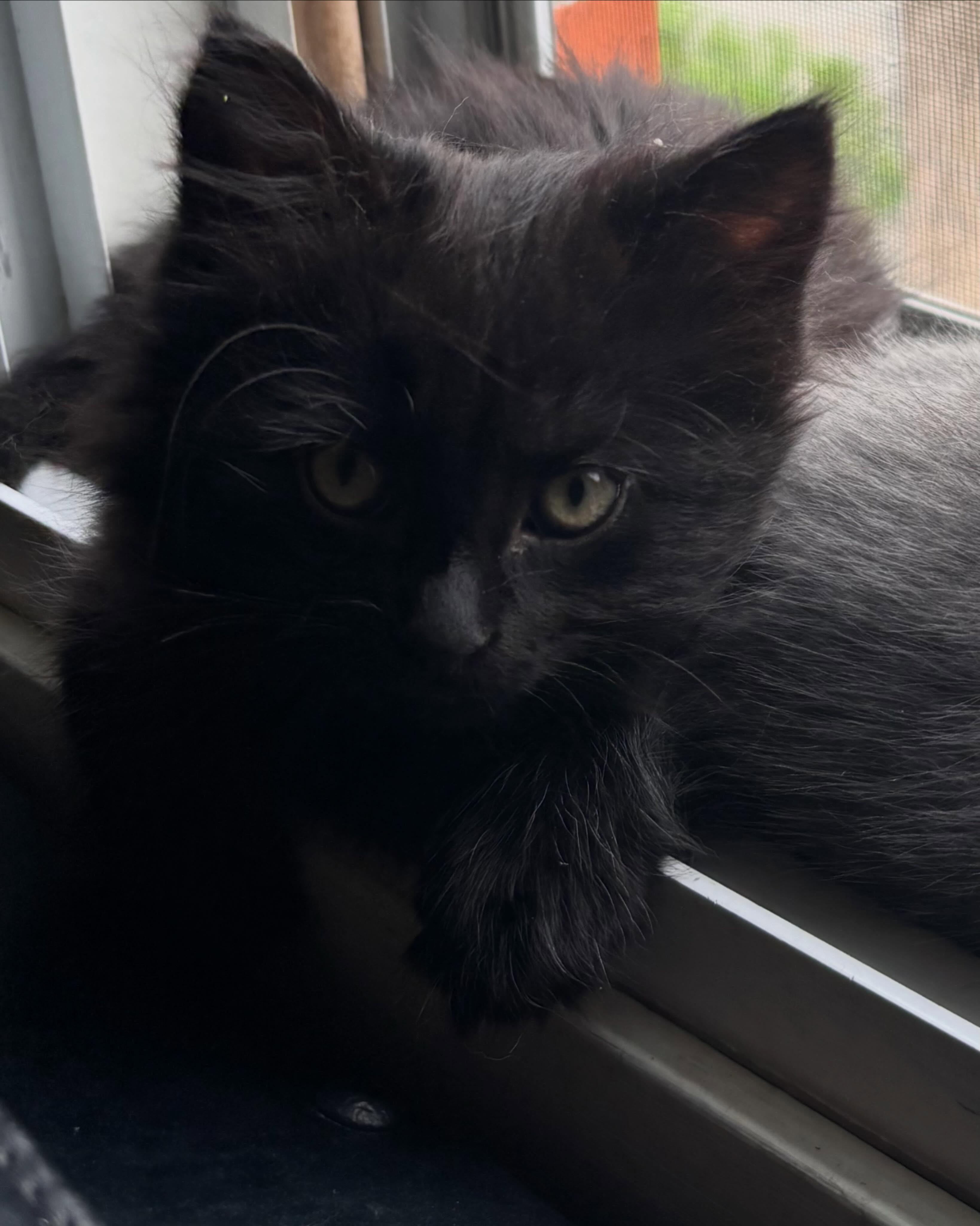 Bam, a Adoptable Domestic Short Hair in Montreal, QC image 3/4