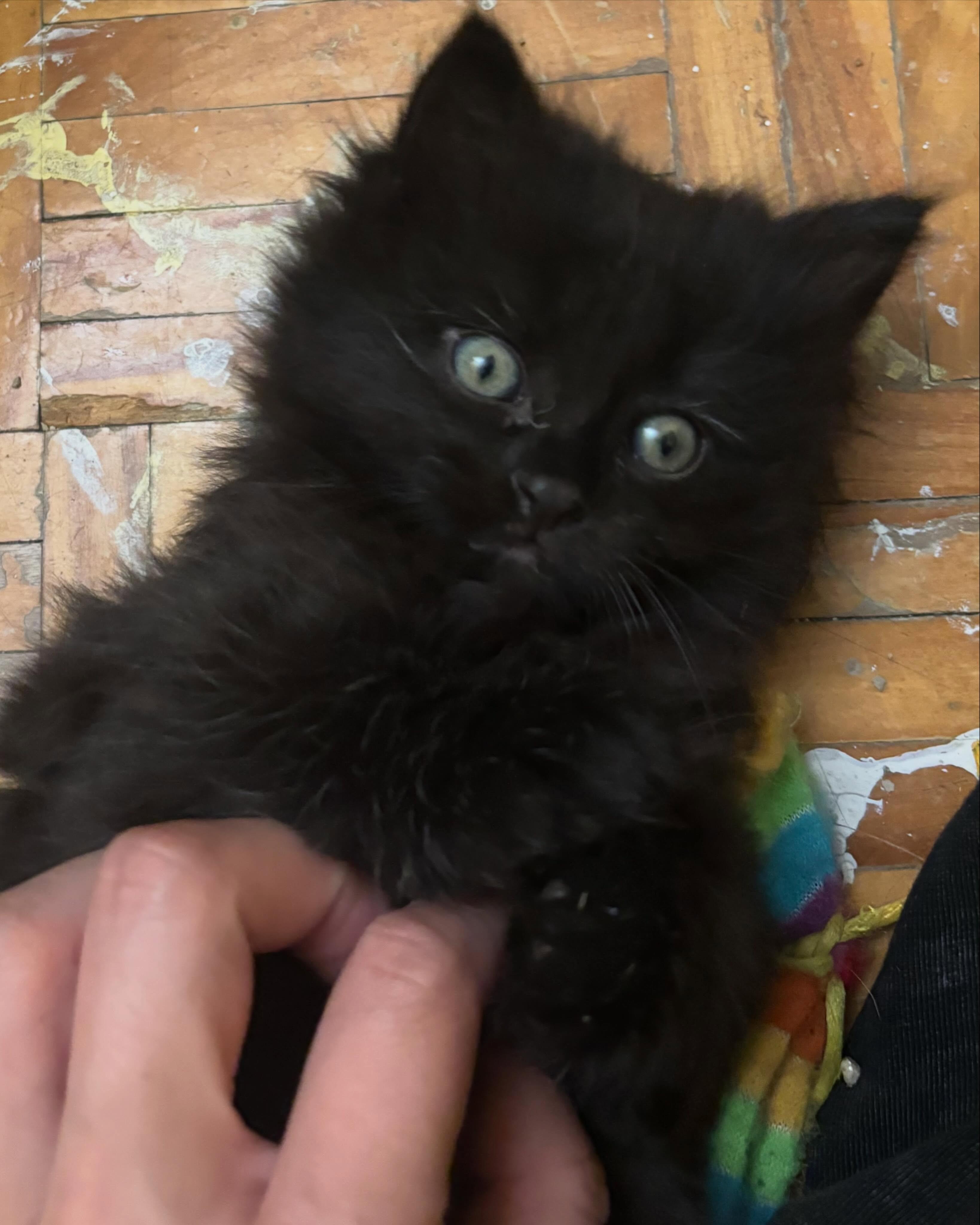 Bam, a Adoptable Domestic Short Hair in Montreal, QC image 4/4