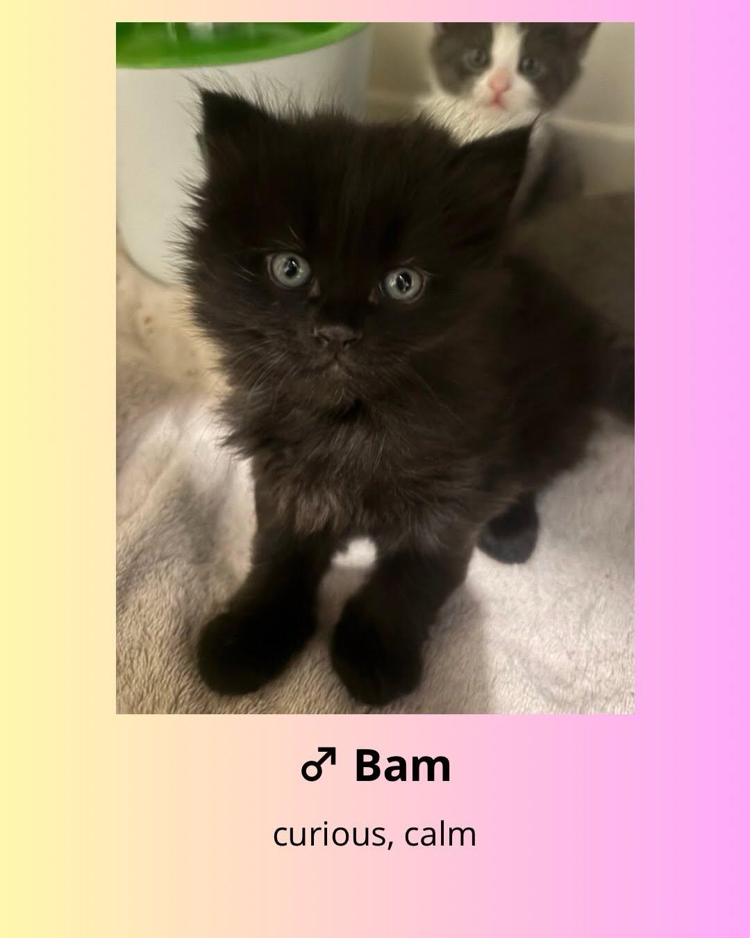 Bam, Adoptable, Kitten Male Domestic Short Hair.