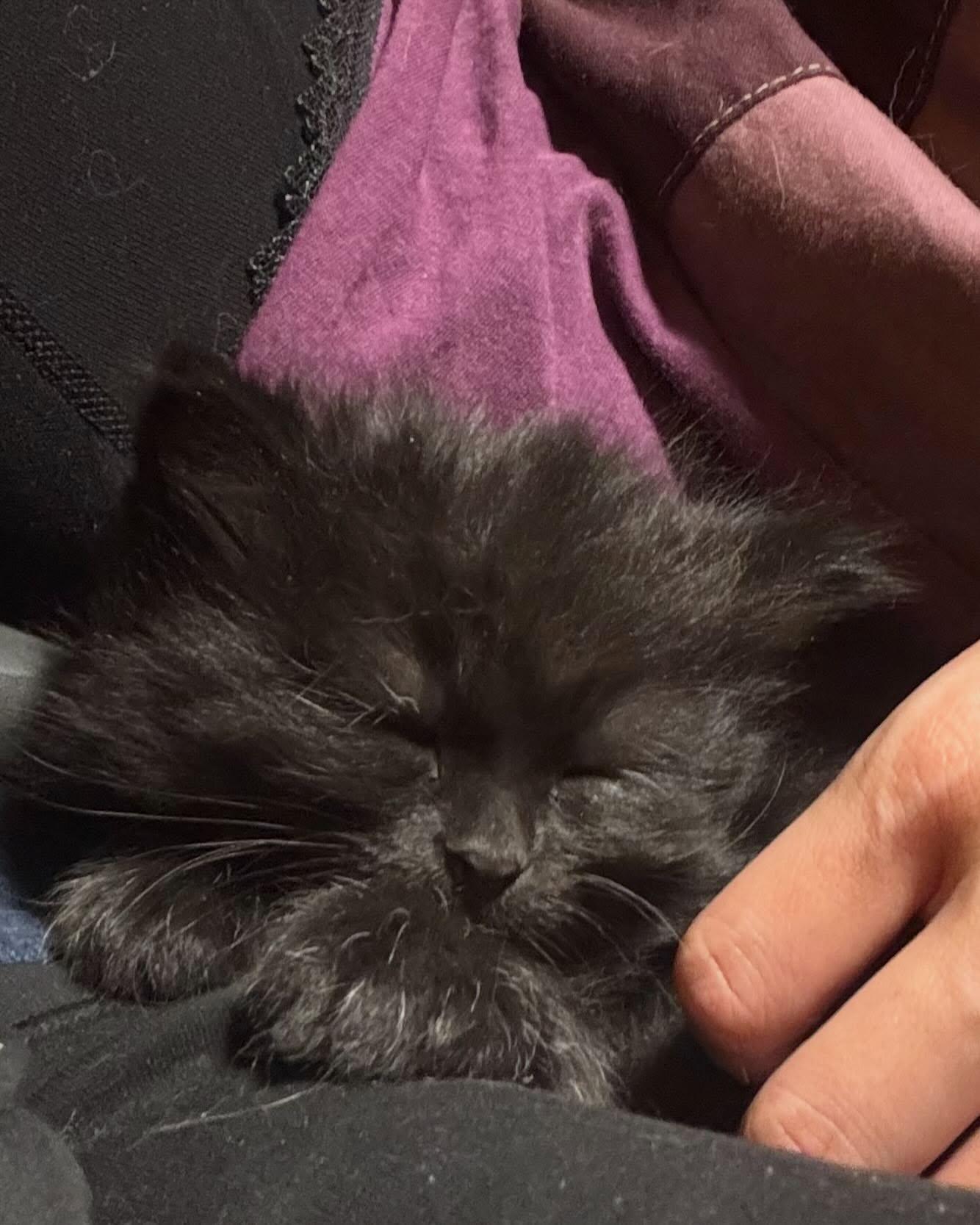 Bam, a Adoptable Domestic Short Hair in Montreal, QC image 2/4