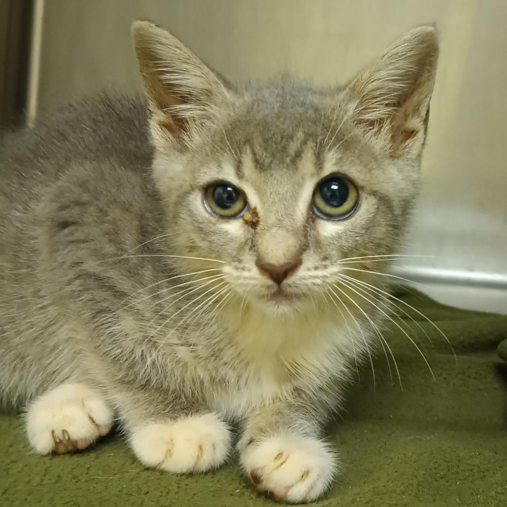 Enlarge Shira, a Adoptable Domestic Short Hair in Valley, AL image 1/1