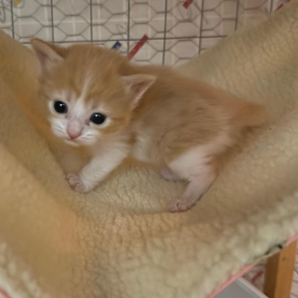 Regan, Adoptable, Kitten Female Domestic Short Hair.