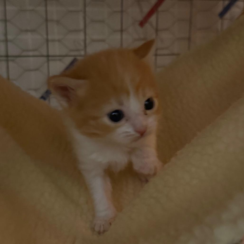 Enlarge Regan, a Adoptable Domestic Short Hair in Canastota, NY image 3/3