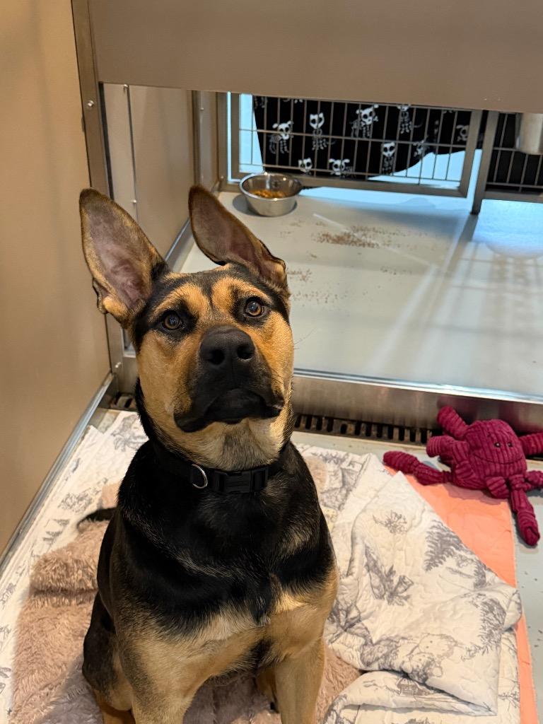 Enlarge Peach, a Adoptable mixed breed in Ashland, WI image 1/4