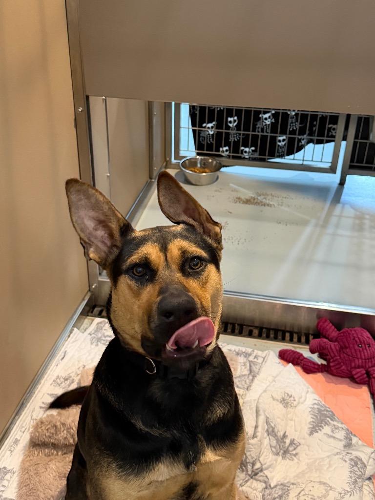 Enlarge Peach, a Adoptable mixed breed in Ashland, WI image 2/4