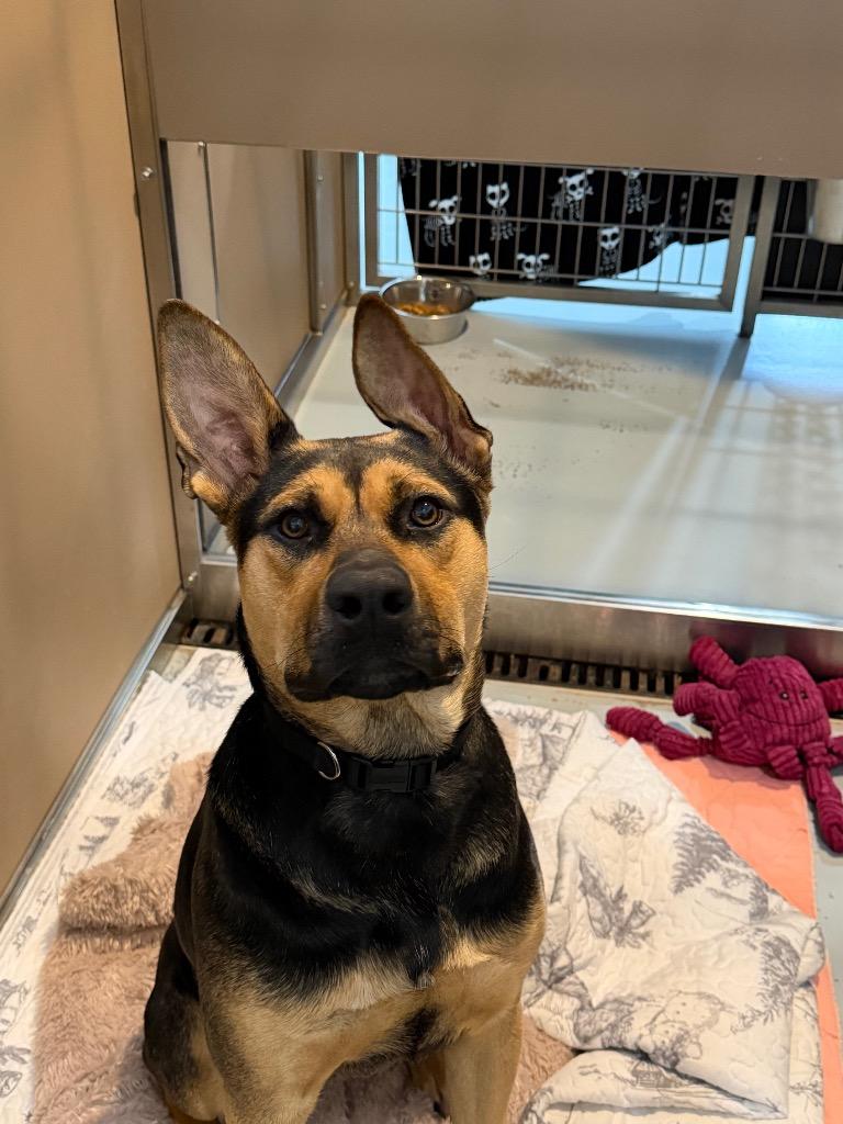 Enlarge Peach, a Adoptable mixed breed in Ashland, WI image 3/4