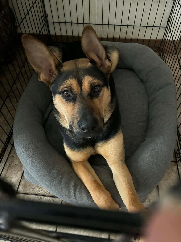 Enlarge Peach, a Adoptable mixed breed in Ashland, WI image 1/1